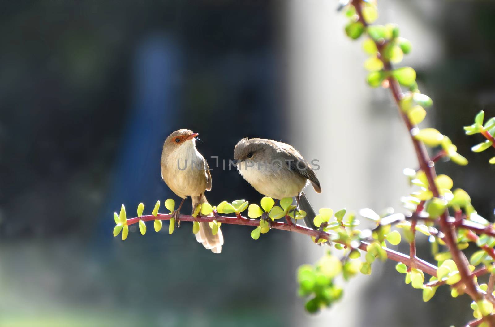 Two Superb Fairy-Wren sitting in a Money Tree