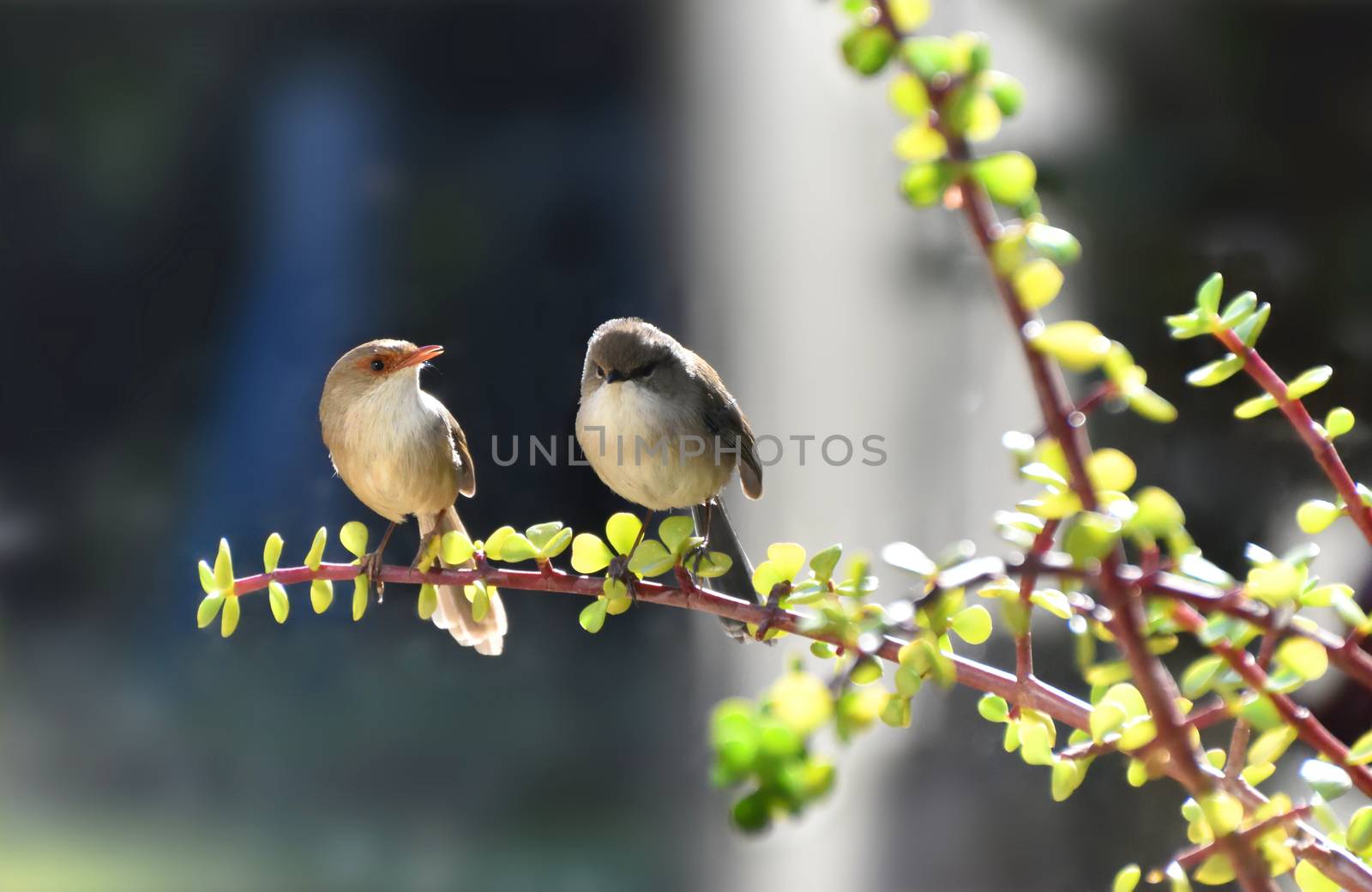 Two Superb Fairy-Wren sitting in a Money Tree