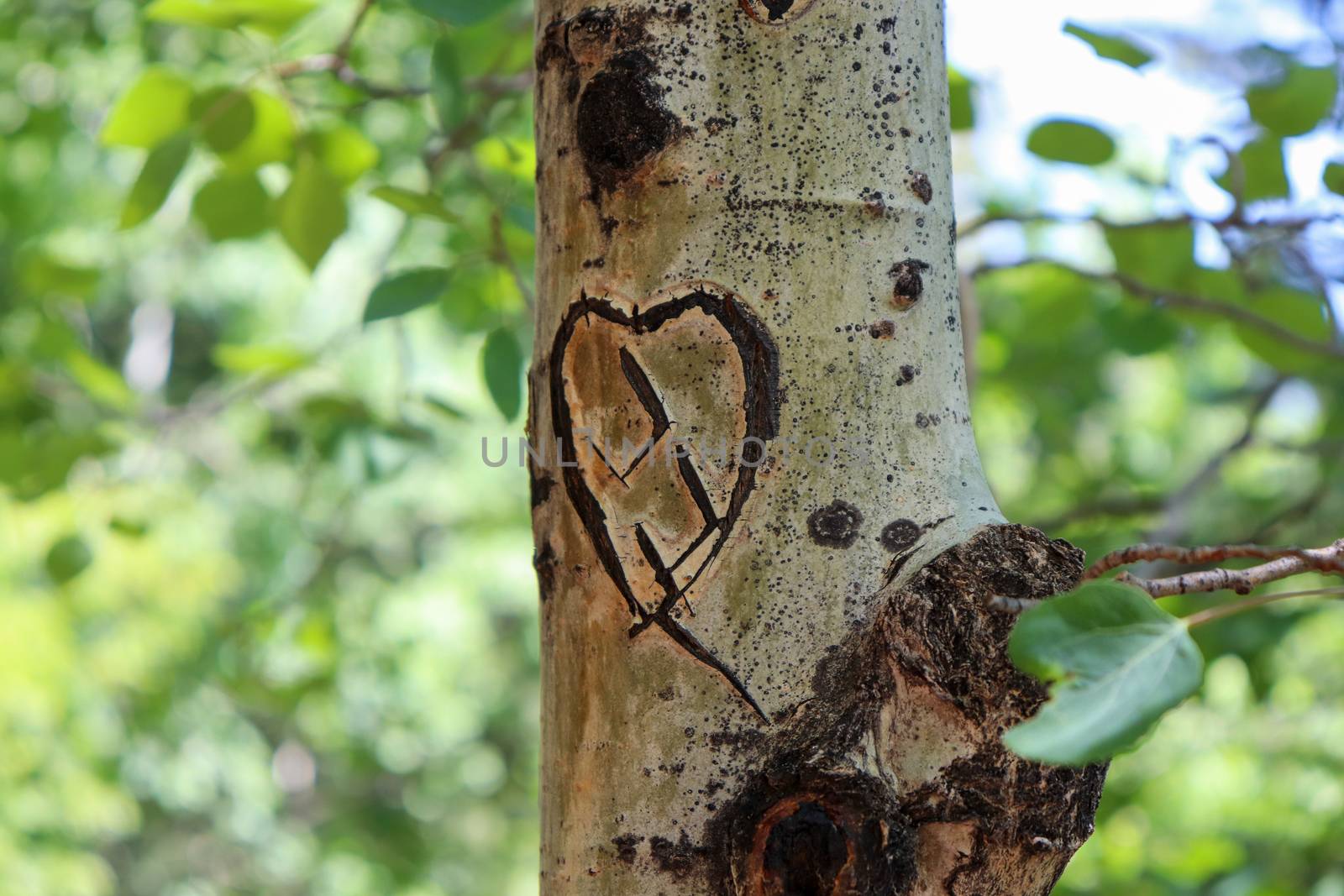 heart shape in tree