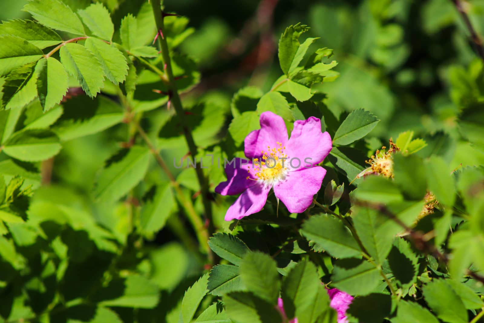 A pink flower surrounded by group of leaves