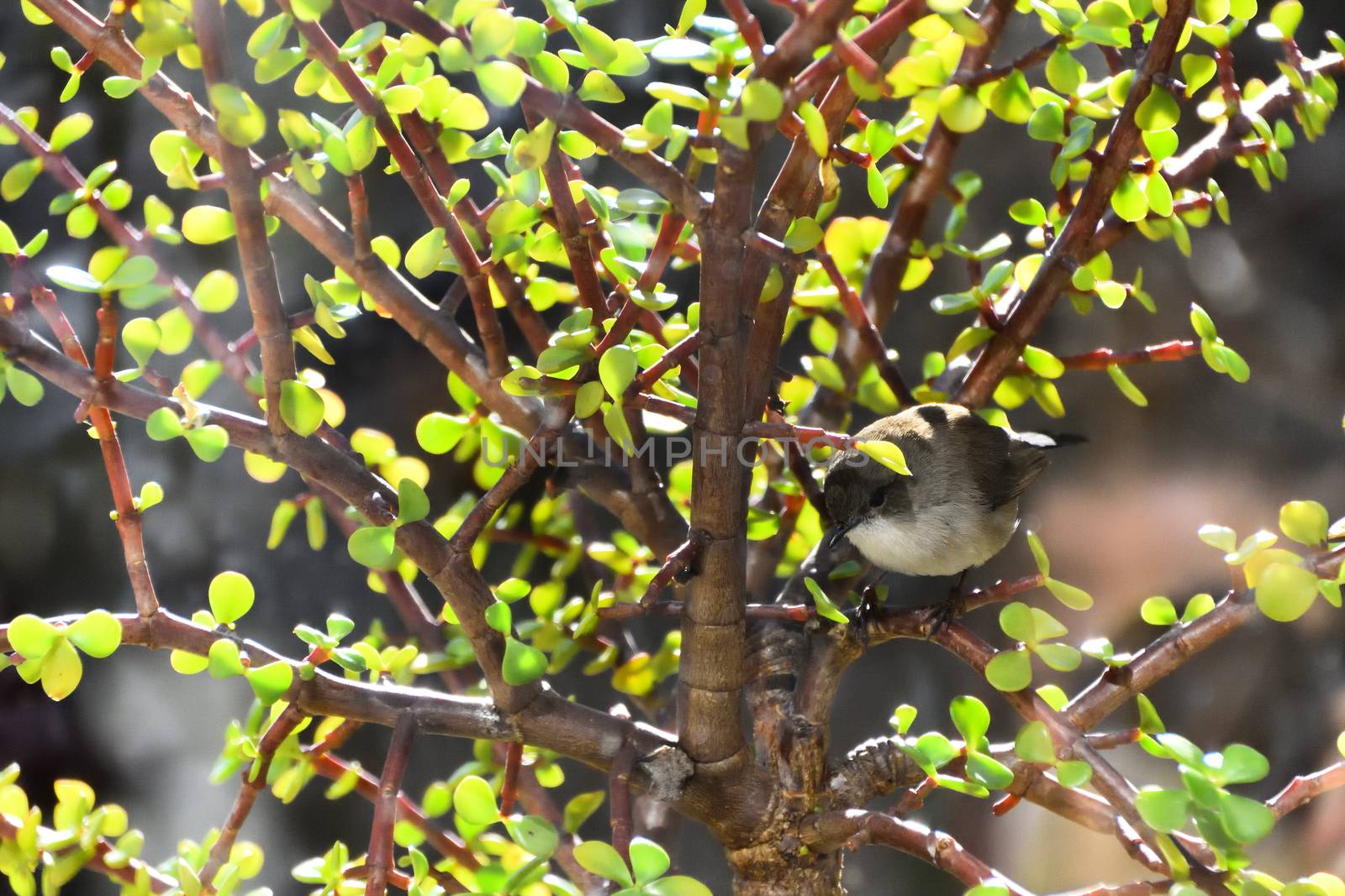 Two Superb Fairy-Wren sitting in a Money Tree