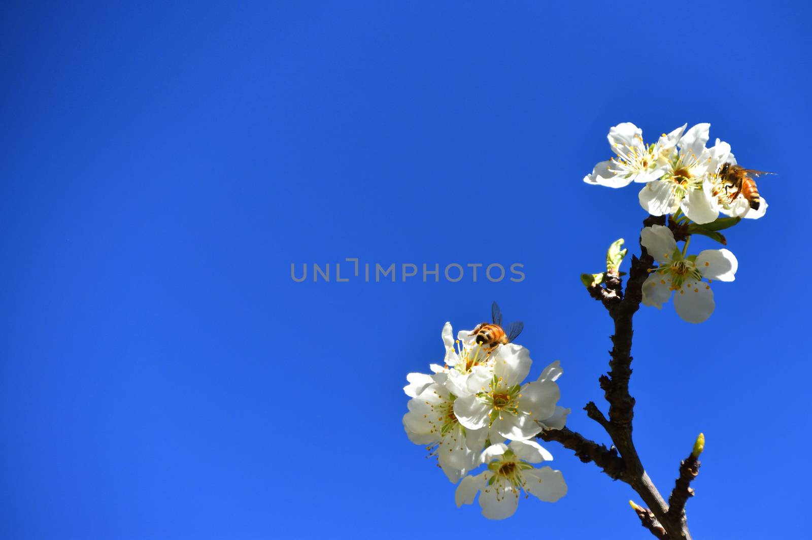 Bees pollinating white fruit flowers