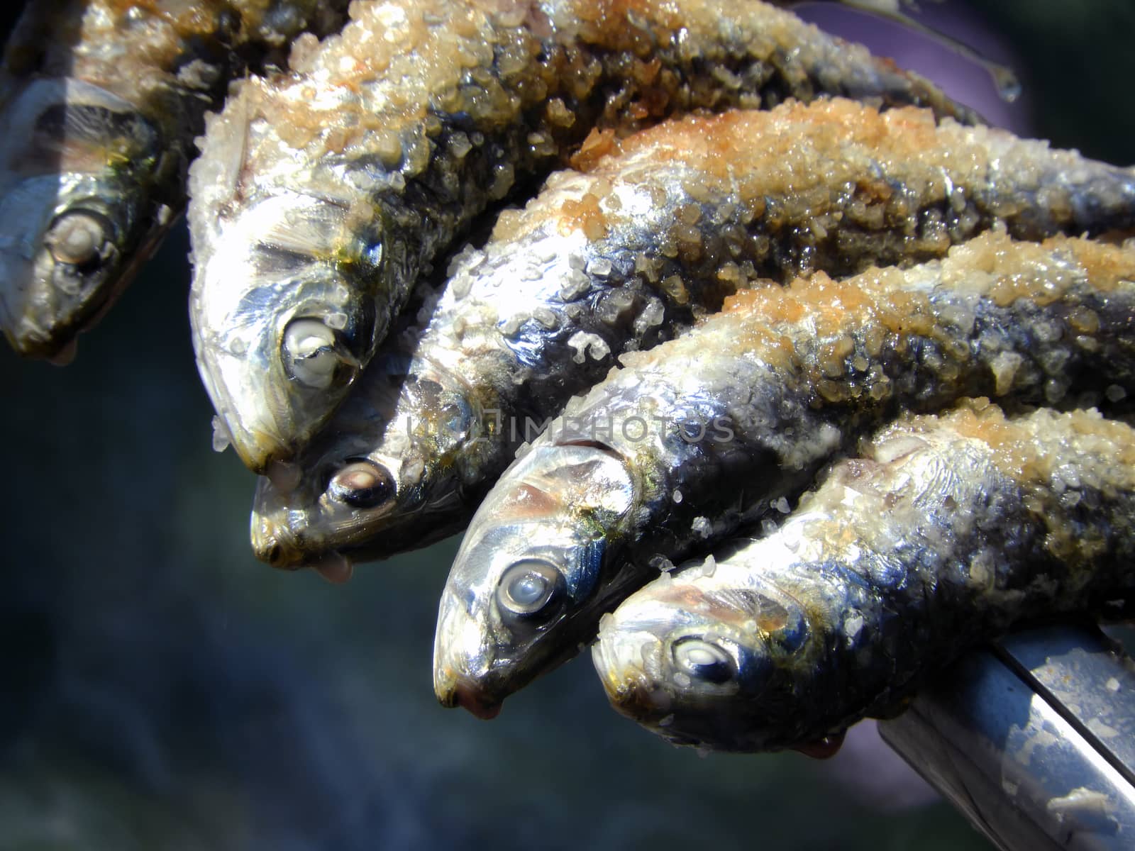 eskewer of huelva sardines seasoned with salt and grilled