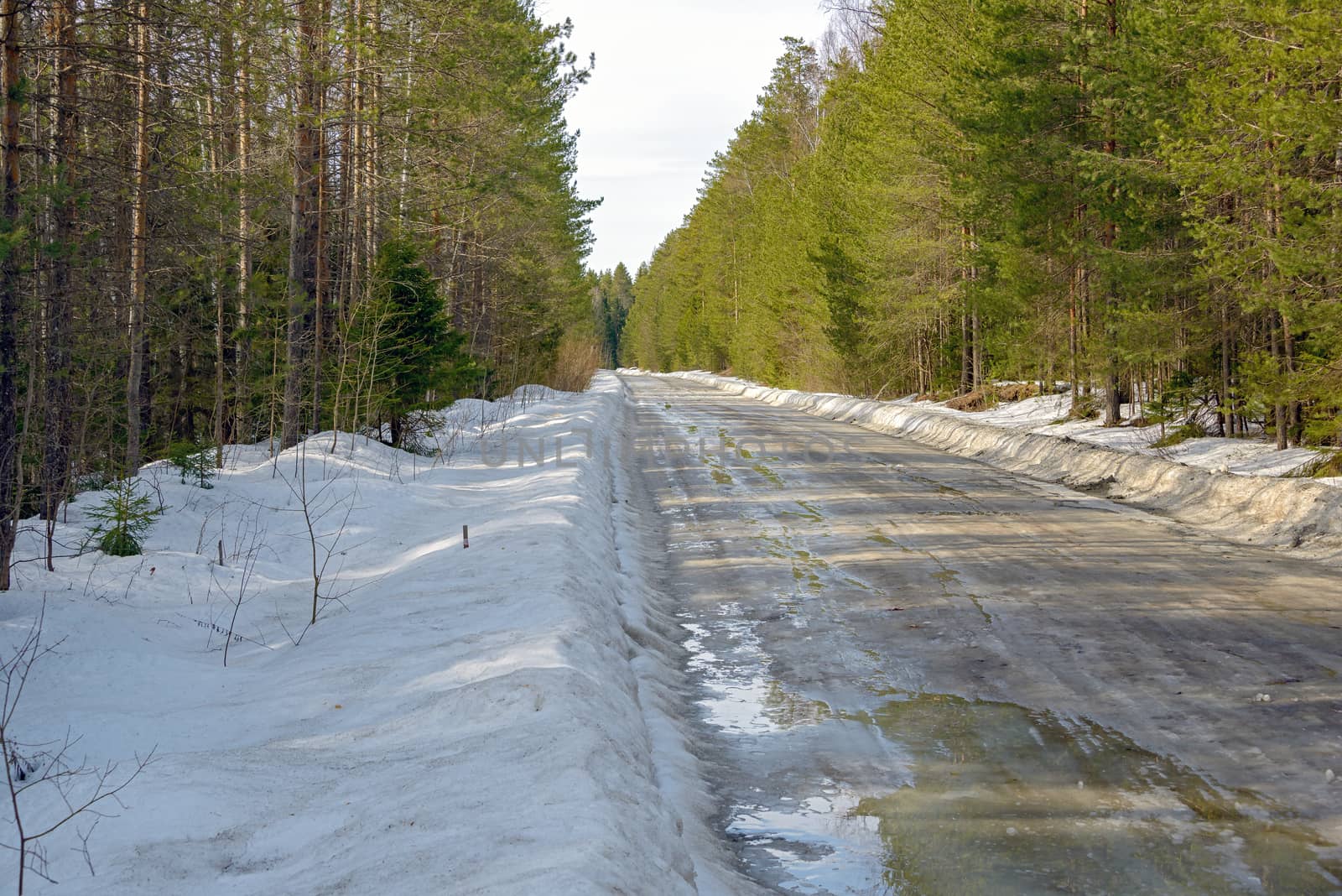 Temporary winter road in puddles of thawed snow among coniferous trees in spring.