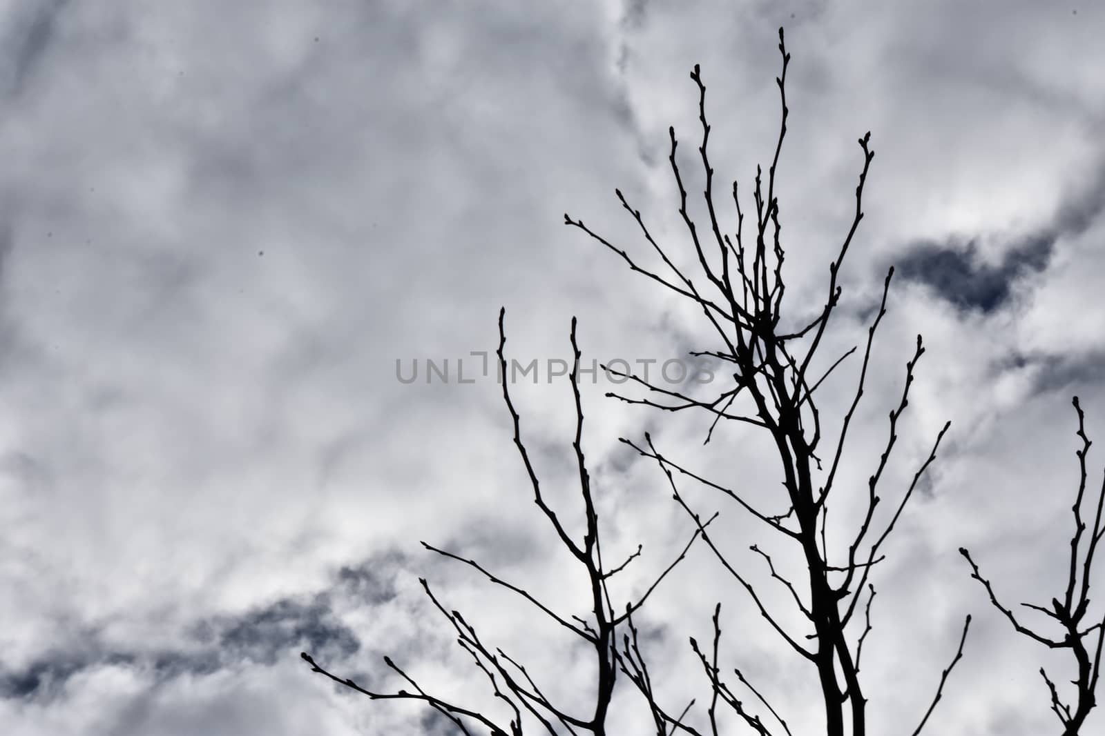 A bare red maple tree with clouds in the background