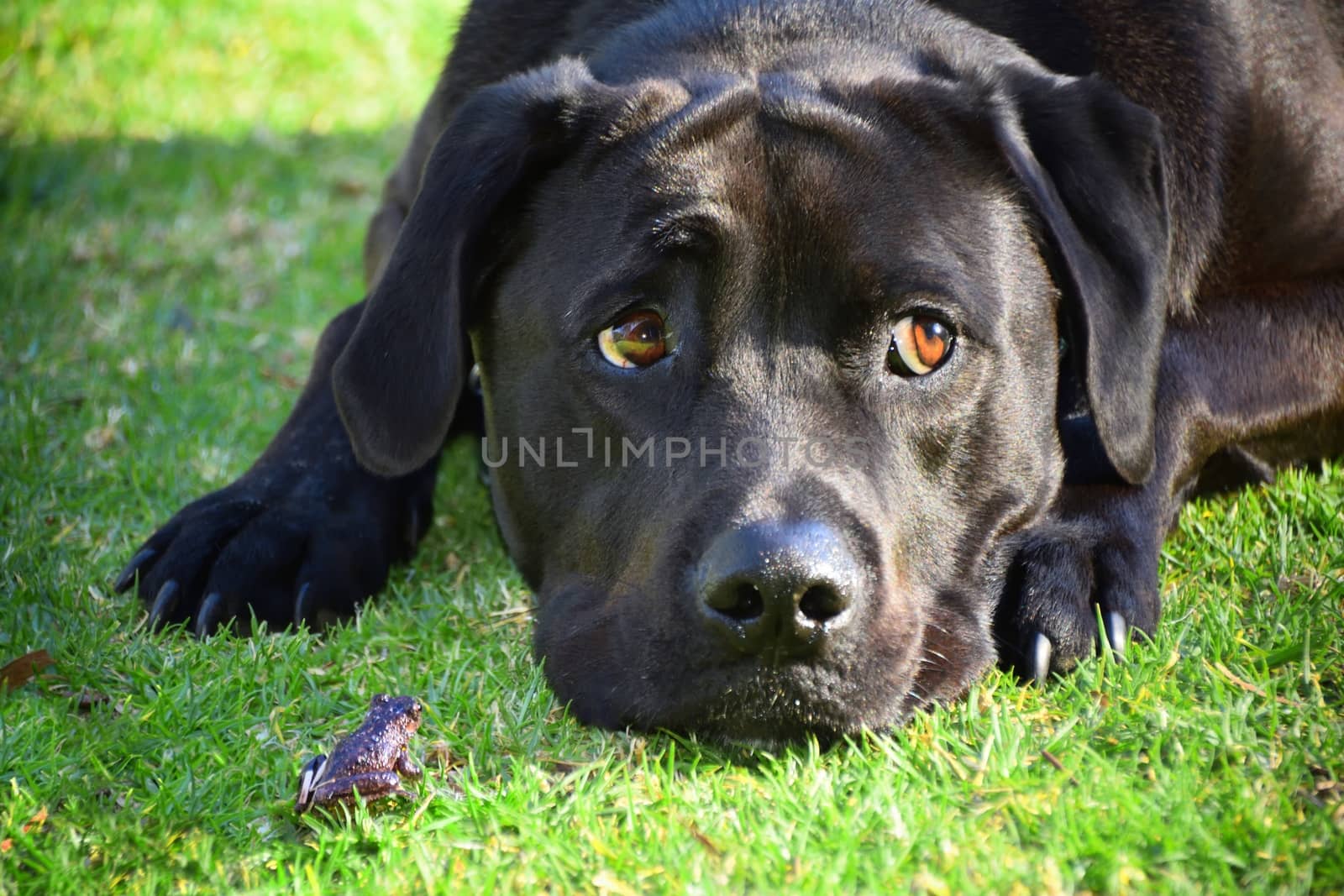 A frog and black Labrador on grass