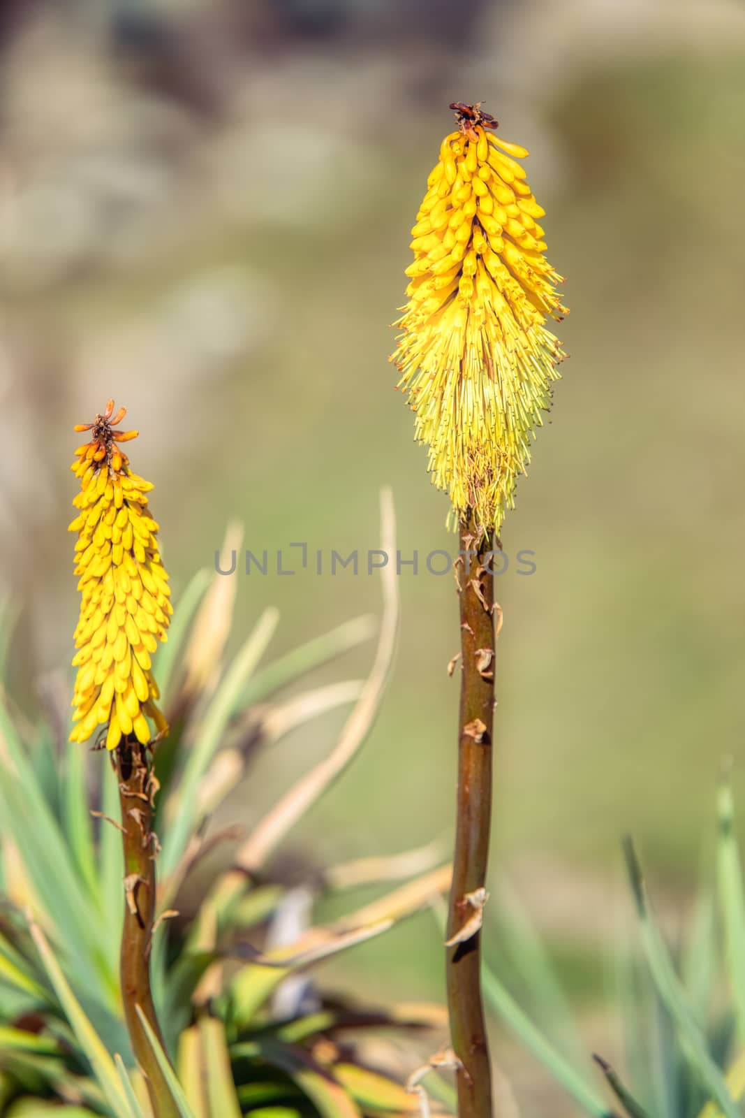 yellow flower Kniphofia foliosa. Bale National Park, Ethiopia, africa wilderness