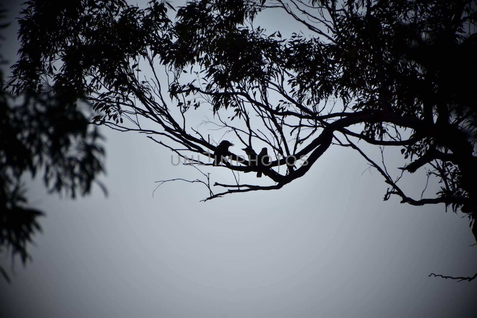 A silhouette of three kookaburras in a tree