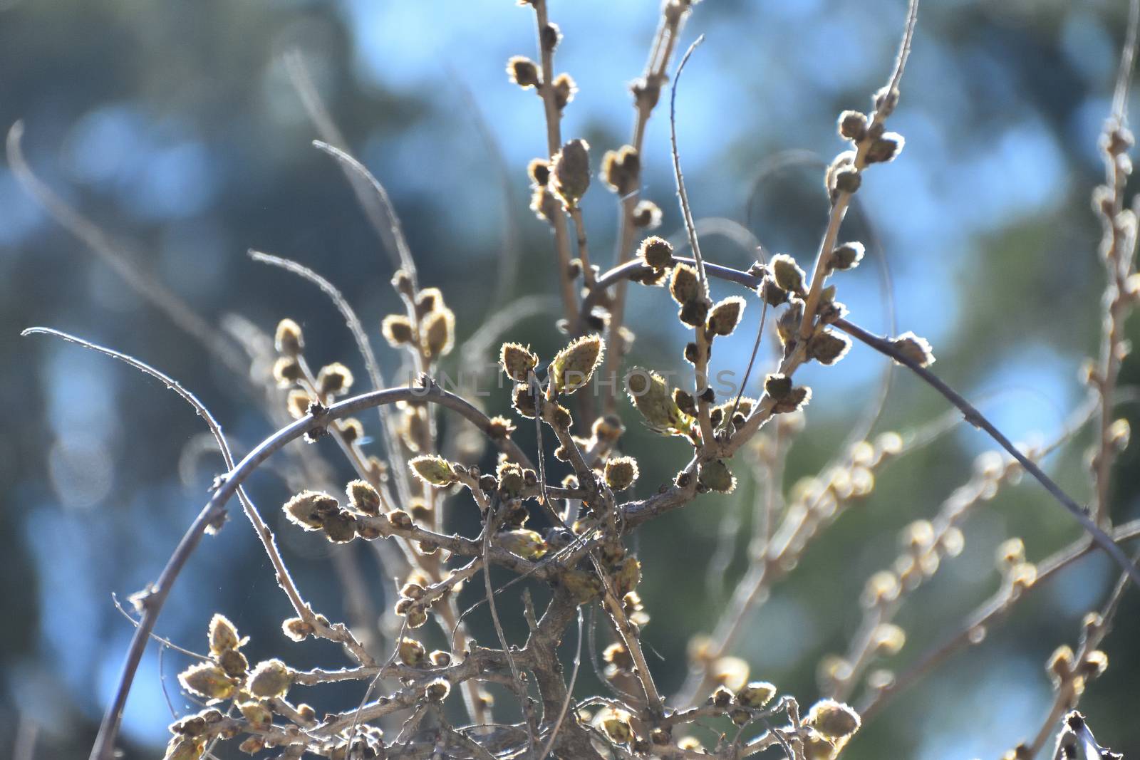 A wisteria plant before bloom