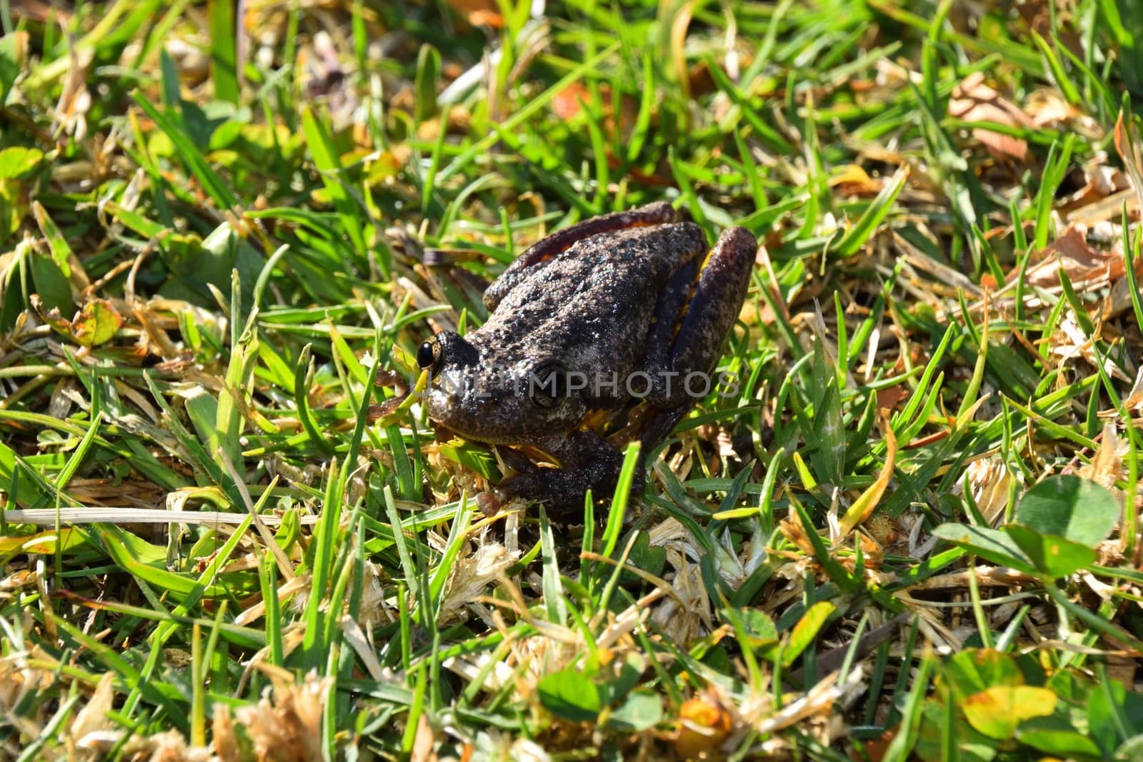 Peron`s Tree Frog in grass