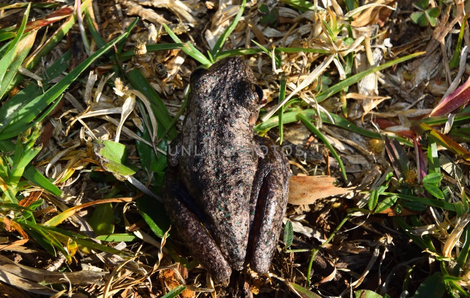 Peron`s Tree Frog in grass