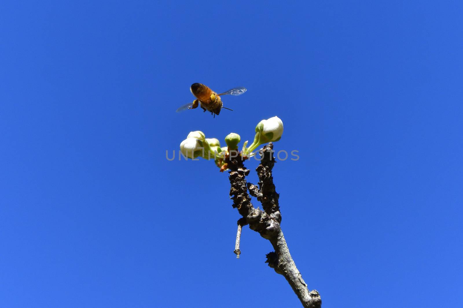 Bees pollinating white fruit flowers