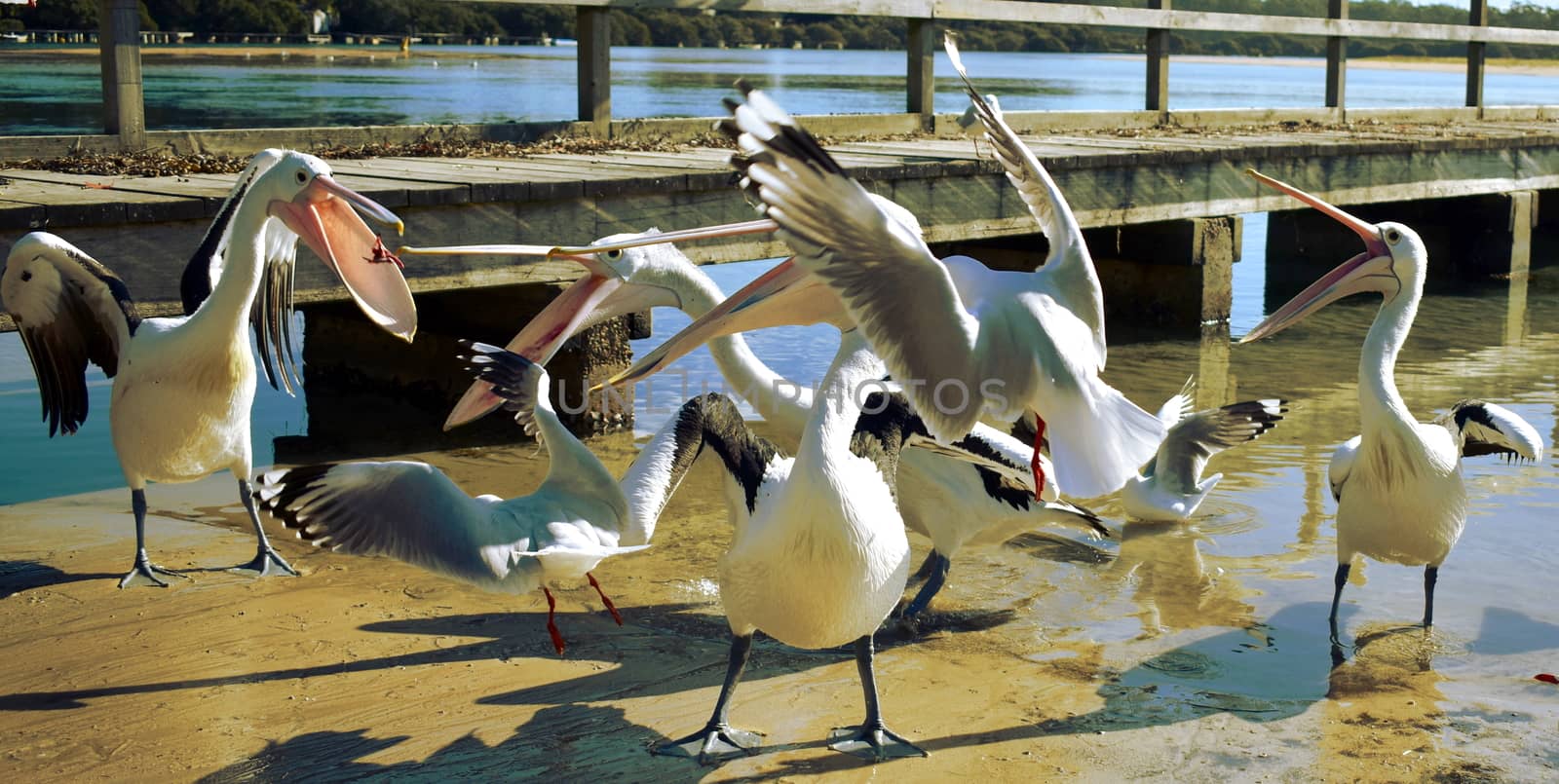 Pelicans and seagulls at the beach