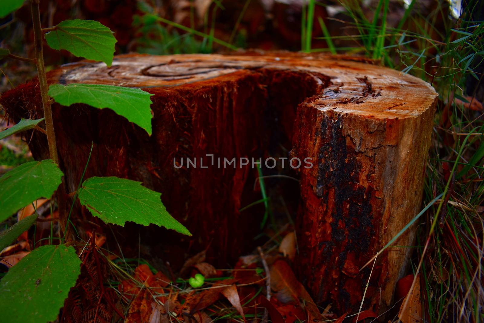 A tree stump in a curled pattern