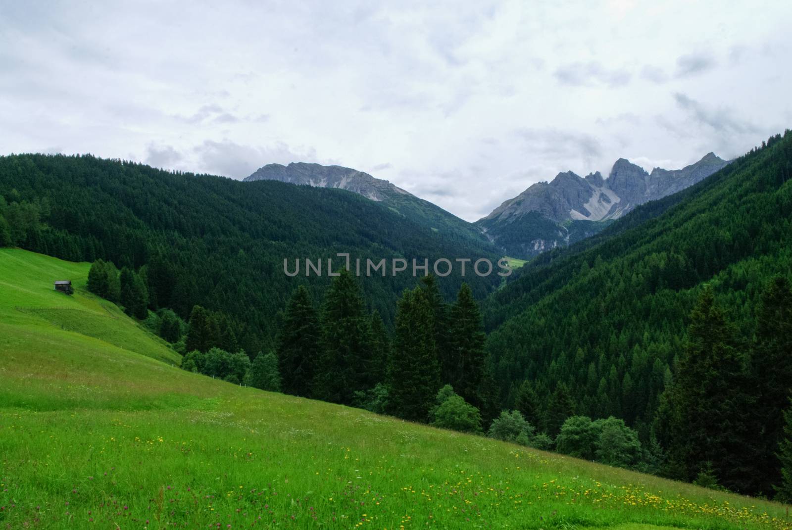 Summer view to meadow and mountain range in Axamer Lizum area, Tyrol, Austria