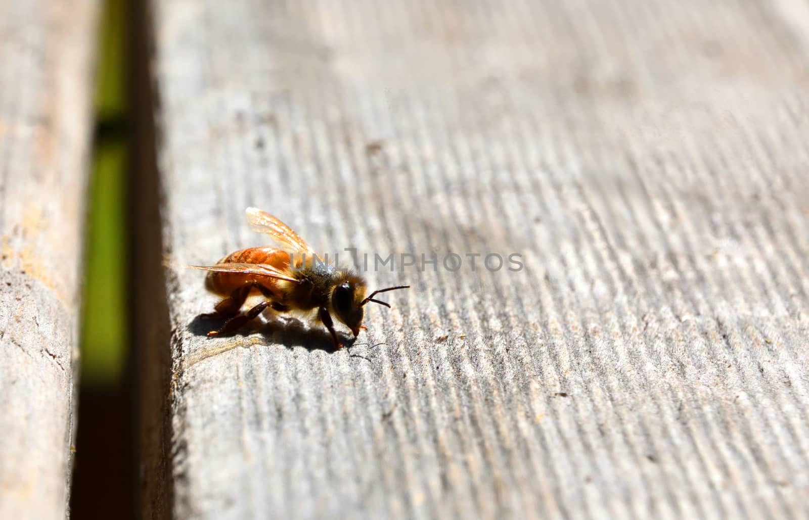 A single bee on a wooden table