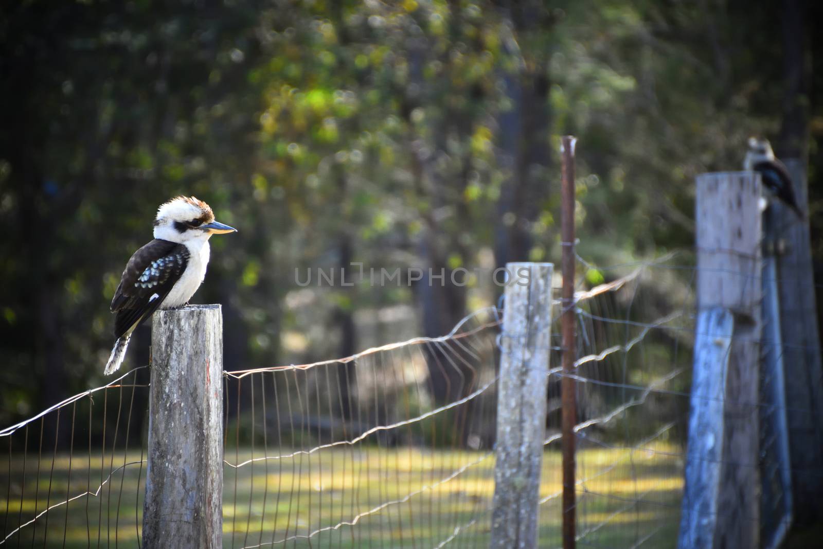 A kookaburra sitting on a wire fence