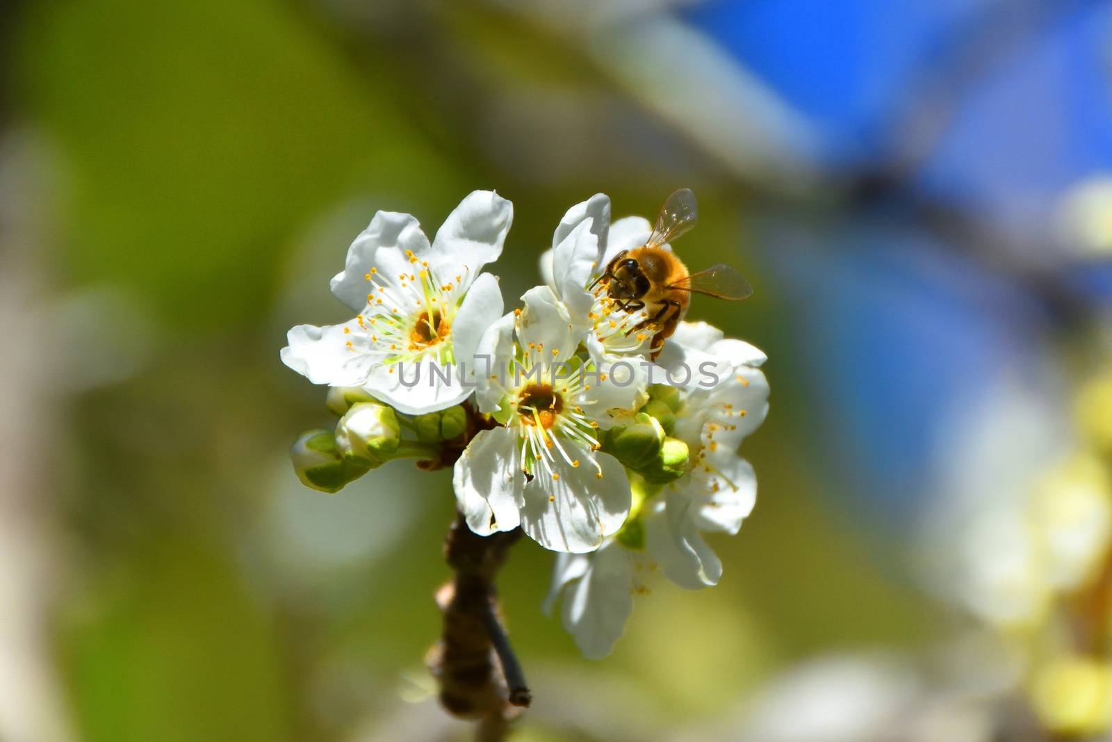 Bees pollinating white fruit flowers