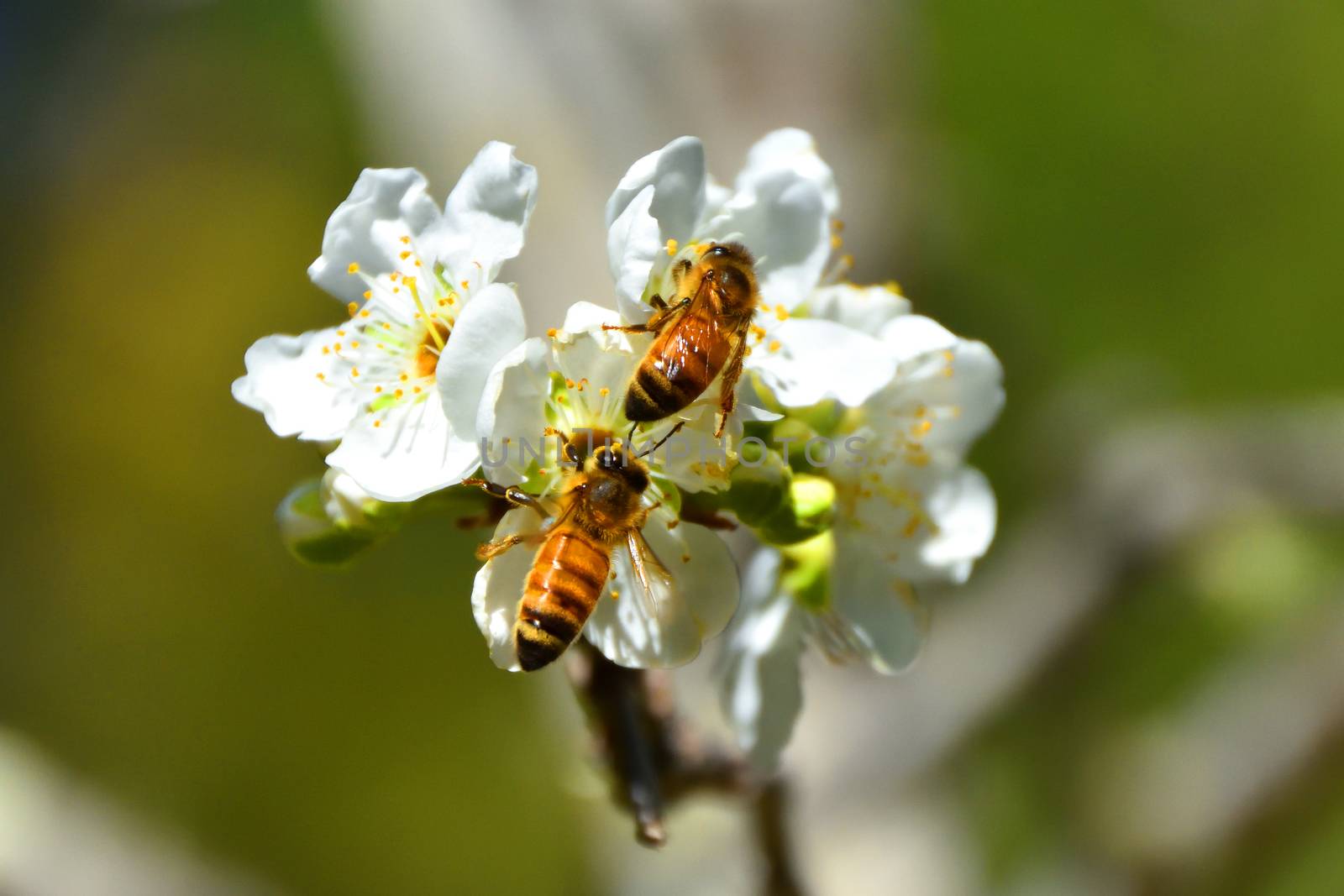 Bees pollinating white fruit flowers