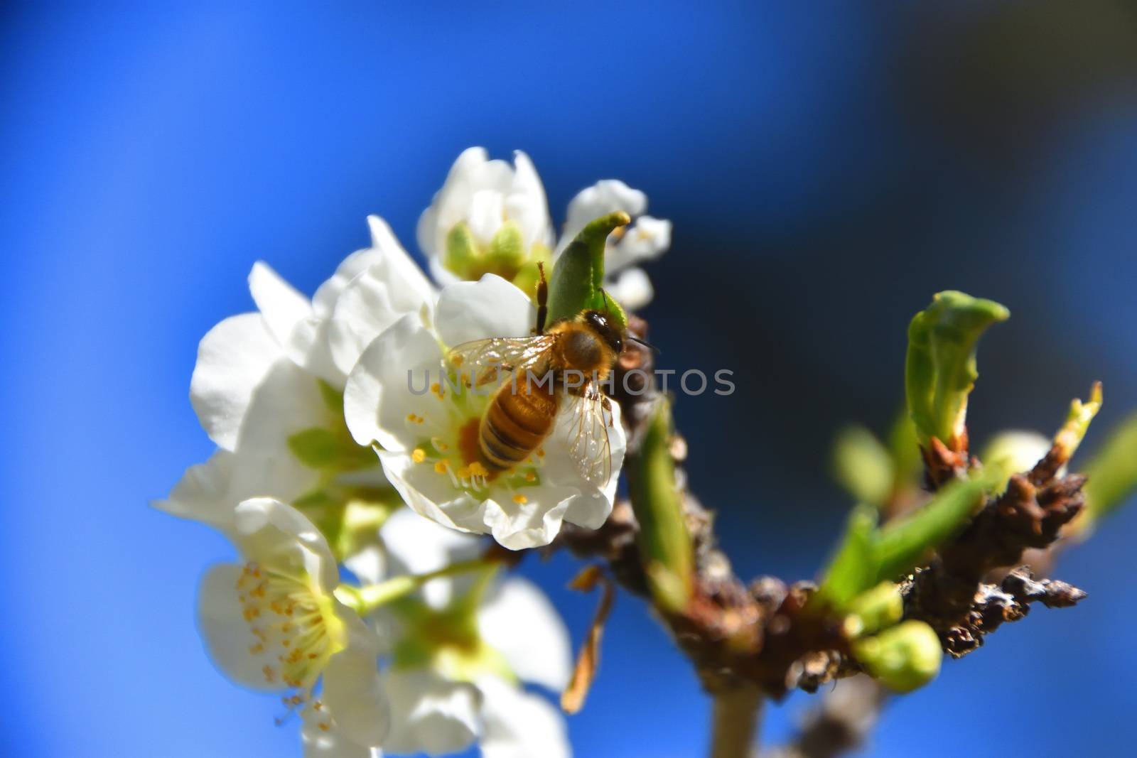 Bees pollinating white fruit flowers