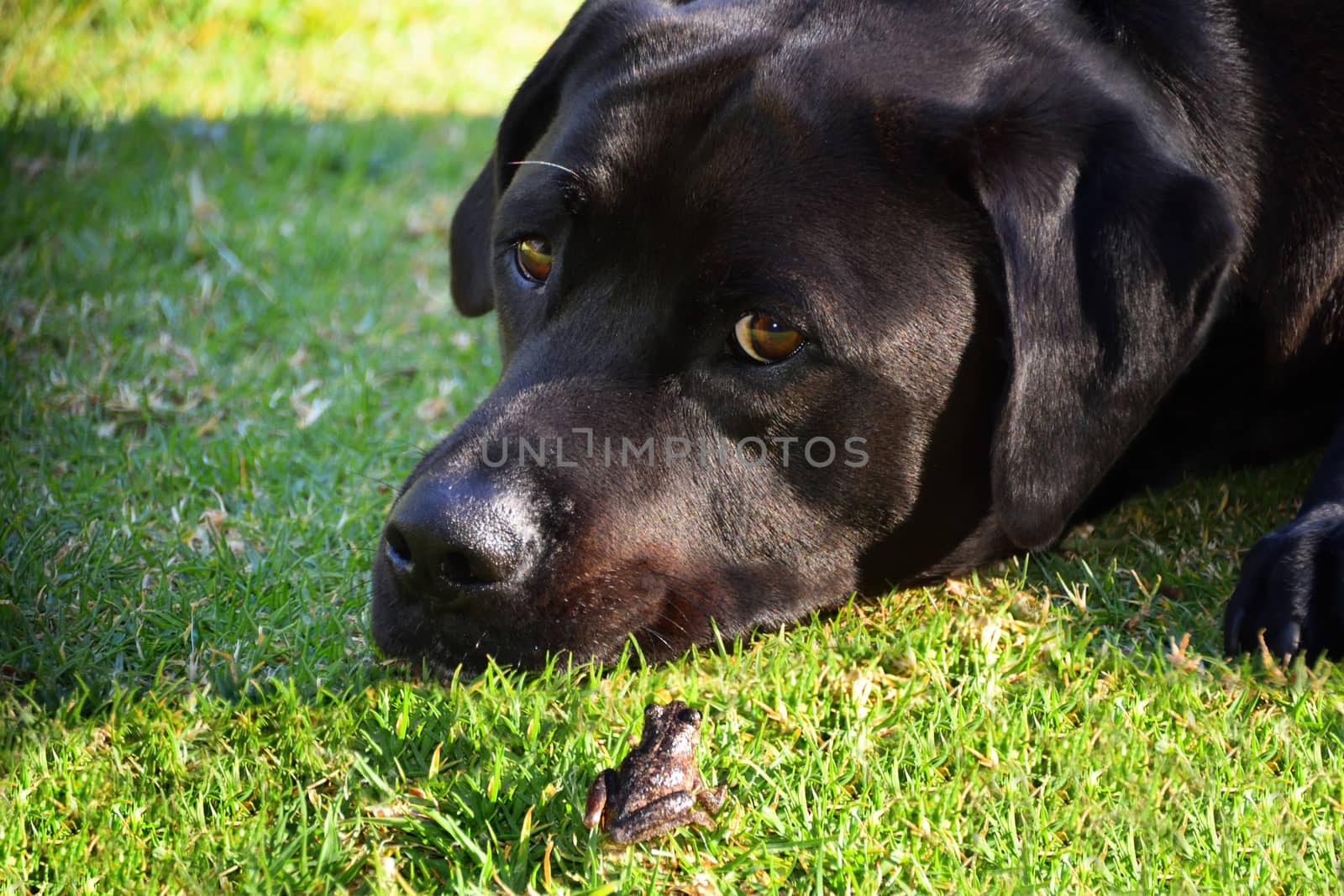 A frog and black Labrador on grass