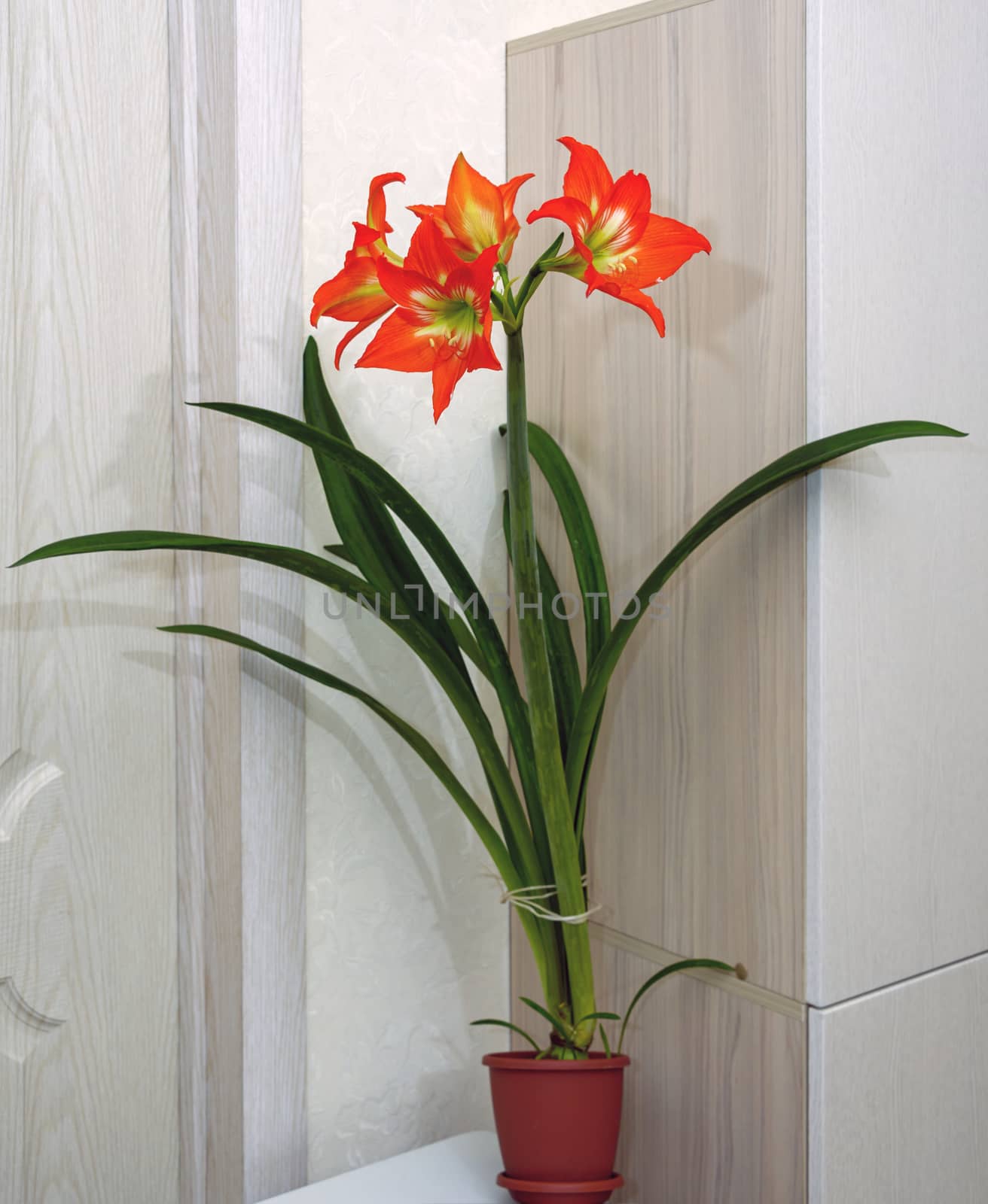 Hippeastrum, bright, red and orange with a white-green core, blossomed in four large flowers on a thick green stem. by vladali
