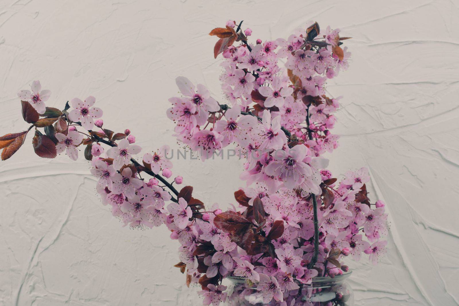 Pink cherry blossom twigs in vase on white textured background. Close up. Selective focus. Minimalism and reductivism concept.  by roman_nerud