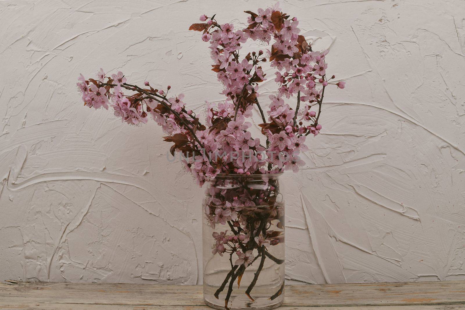 Cherry blossom in vase, beautiful pink flowers. Prunus serrulata or Japanese cherry also called hill cherry, oriental cherry or East Asian cherry. First flowers in march. White textured background. Minimalism or reductivism concept. Copy space. by roman_nerud