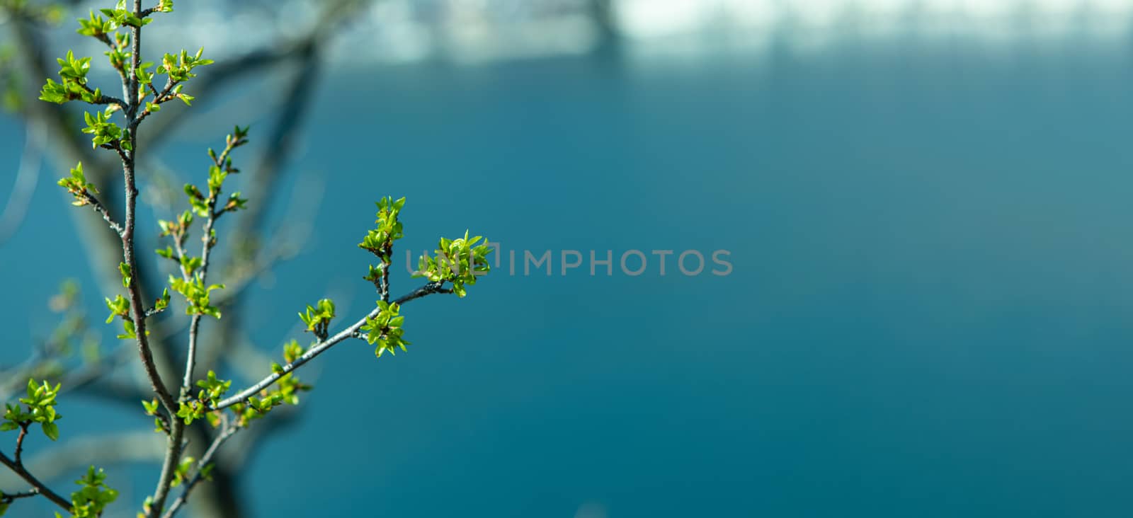 tree branches over a clear blue mountain lake in Switzerland with Copy Space