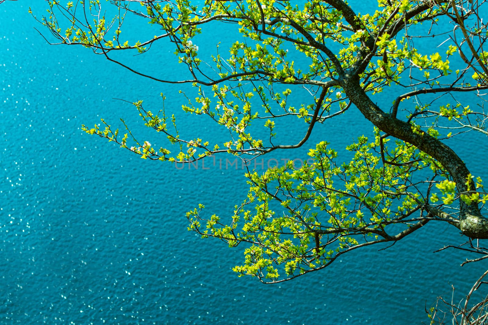 tree branches over a clear blue mountain lake in Switzerland with Copy Space