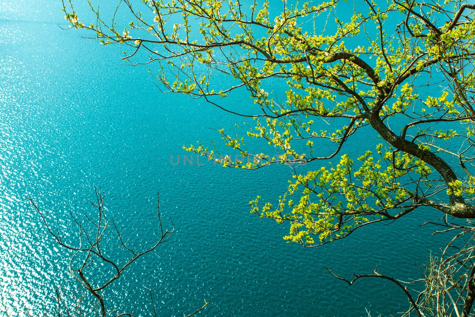 tree branches over a clear blue mountain lake with Copy Space