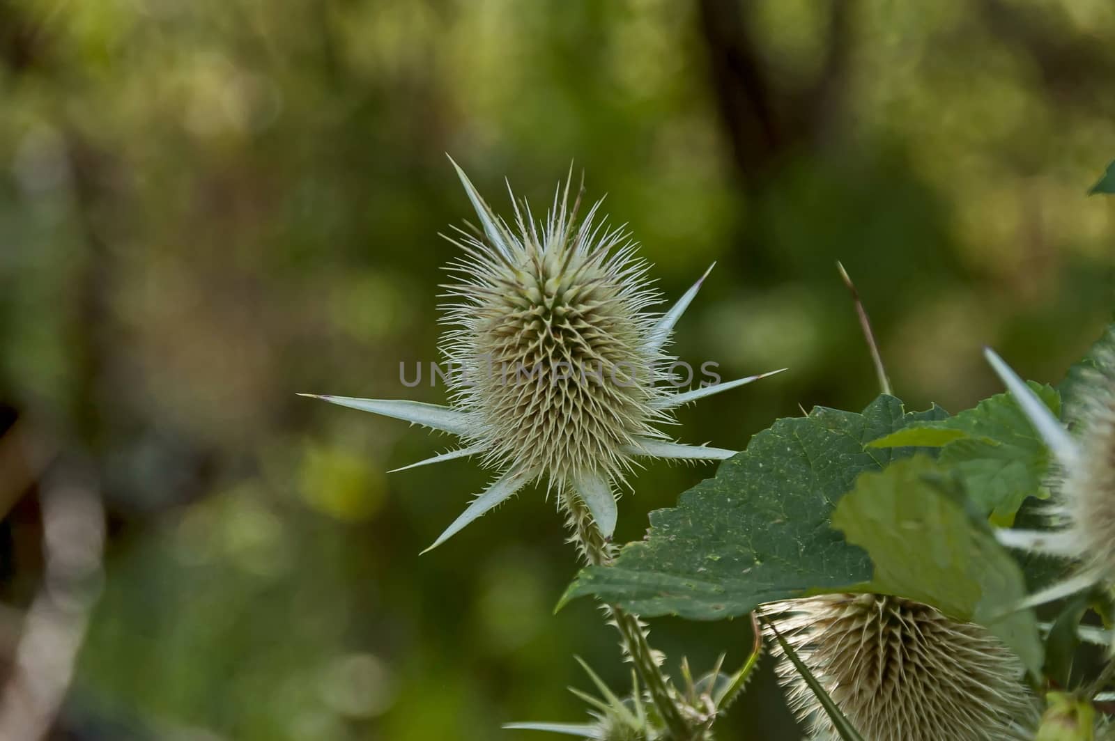 Wild teasel, Wild thistle or Dipsacus fullonum, a species of flowering plant from Eurasia, Sredna gora mountain, Bulgaria
