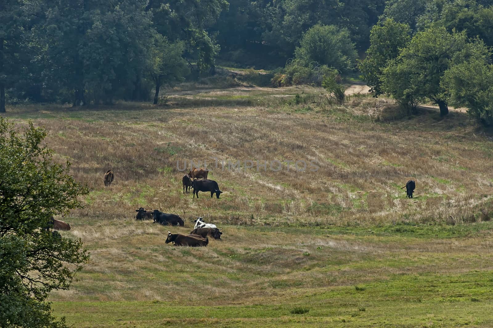 Herd of black, brown and white cows at autumn field, Sredna Gora, Mountain, Bulgaria