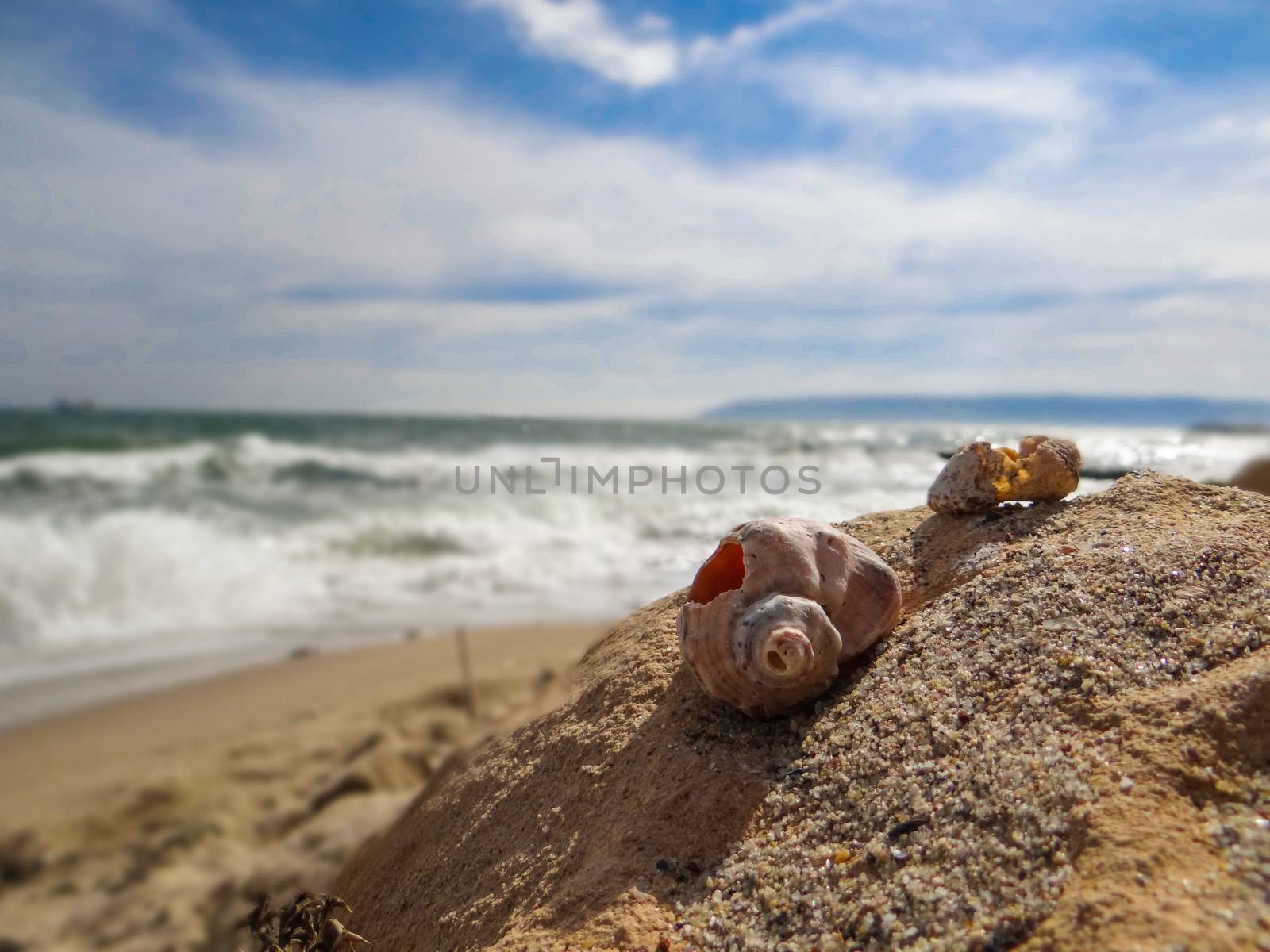 Two seashells on the sand in front of the stormy waves.
