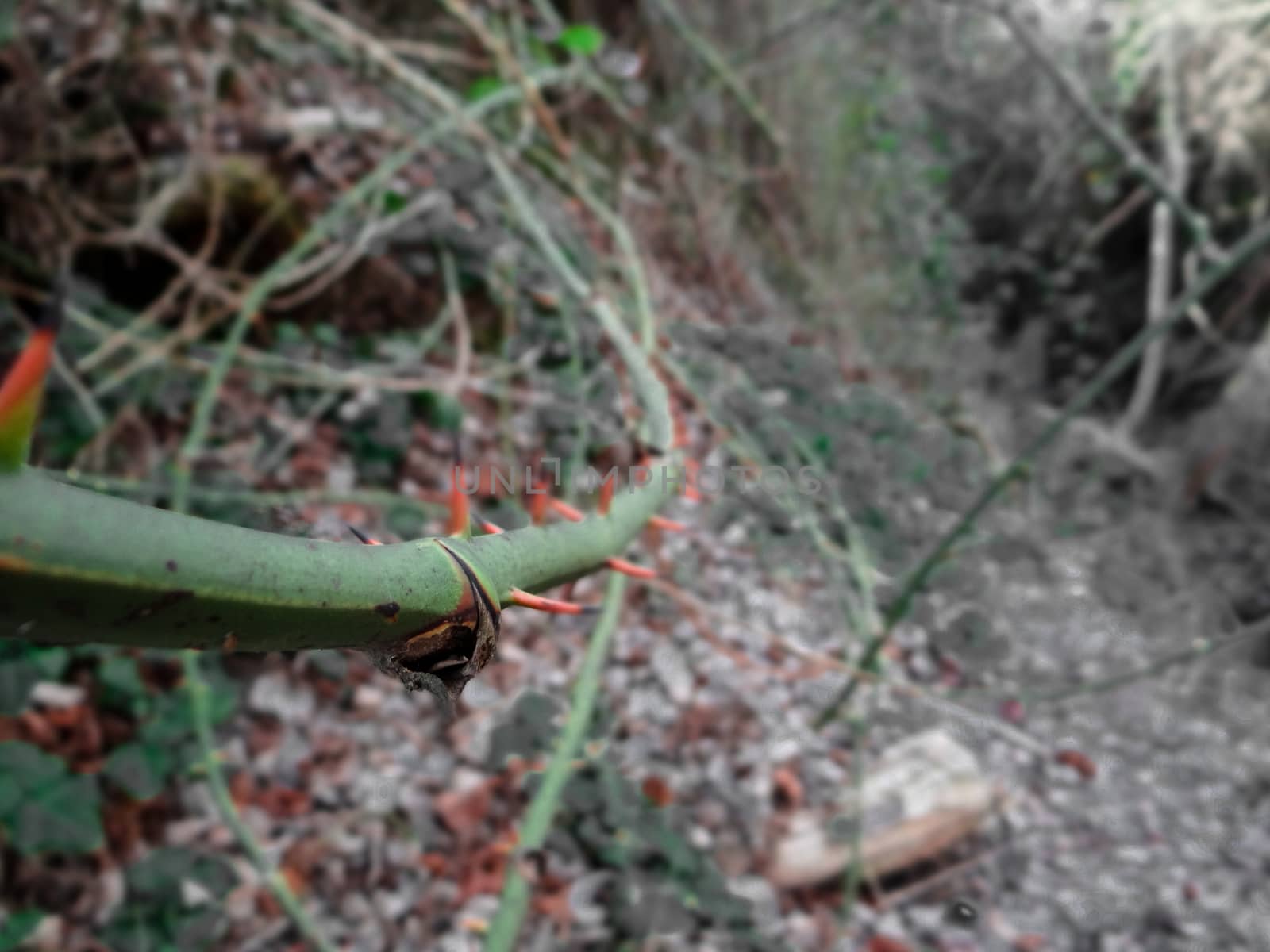 A green branch covered by red thorns swiveling around a hill. by justbrotography