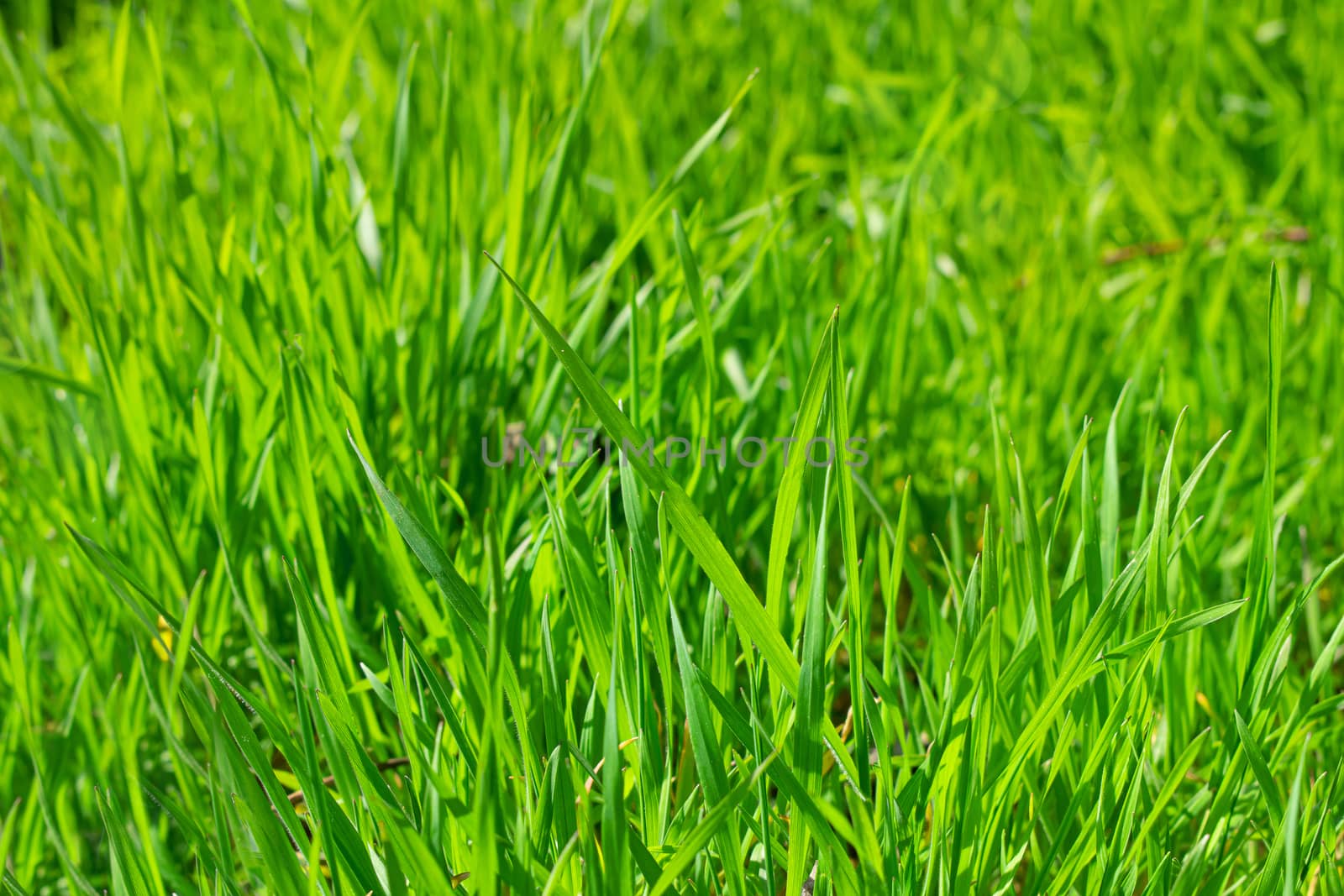Grass close up with shallow depth of field. Grassy green decorative background.