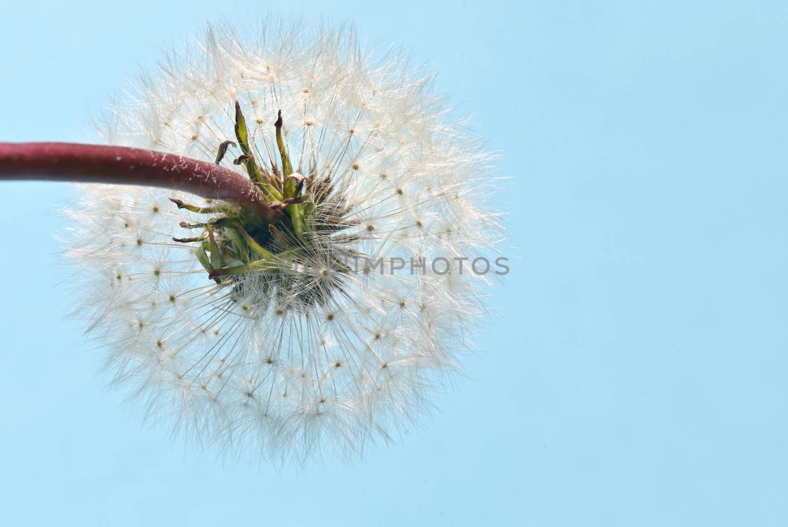 Macro White Flower Dandelion Head Full