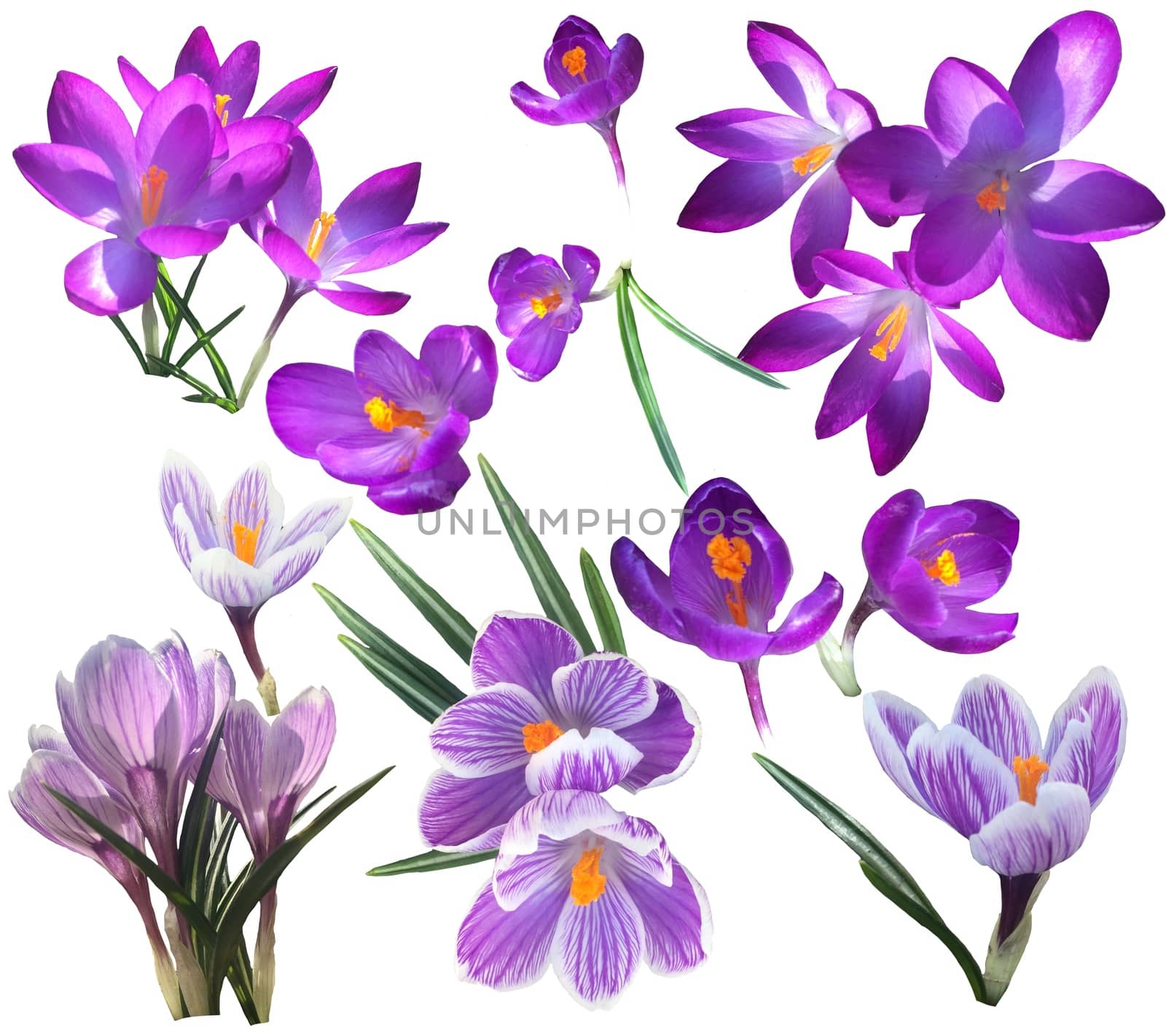 Collection of Violet and lilac crocus flowers isolated on white background  