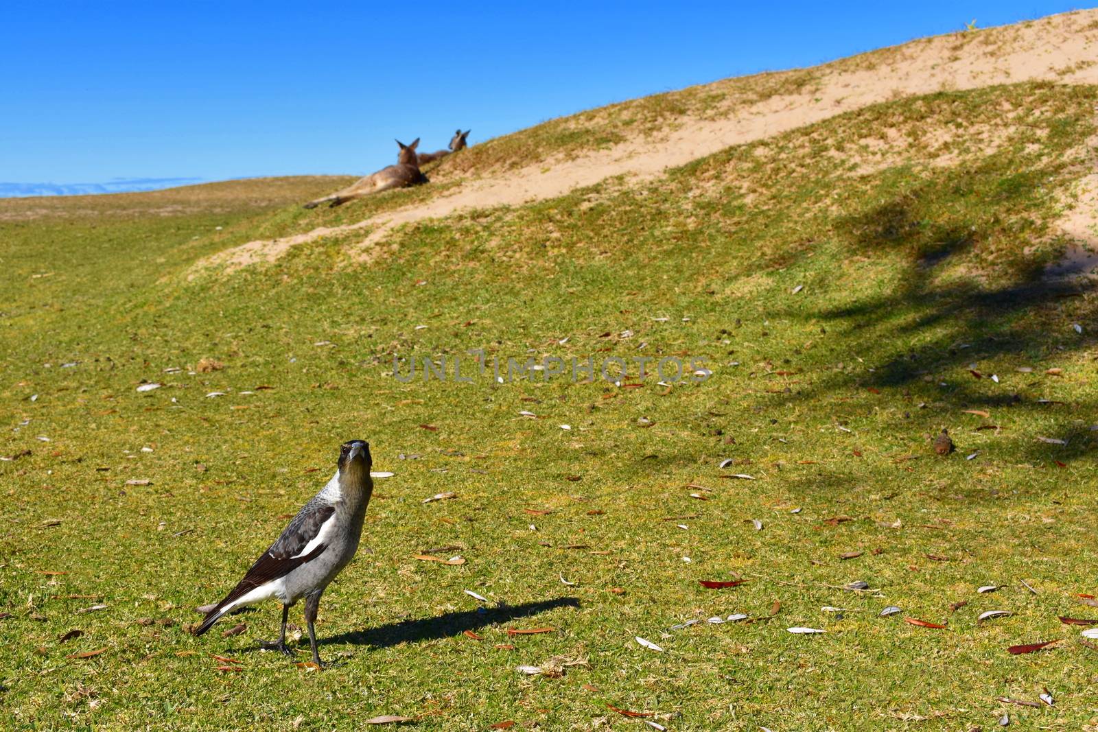 An angry magpie looking at the camera with kangaroos behind it
