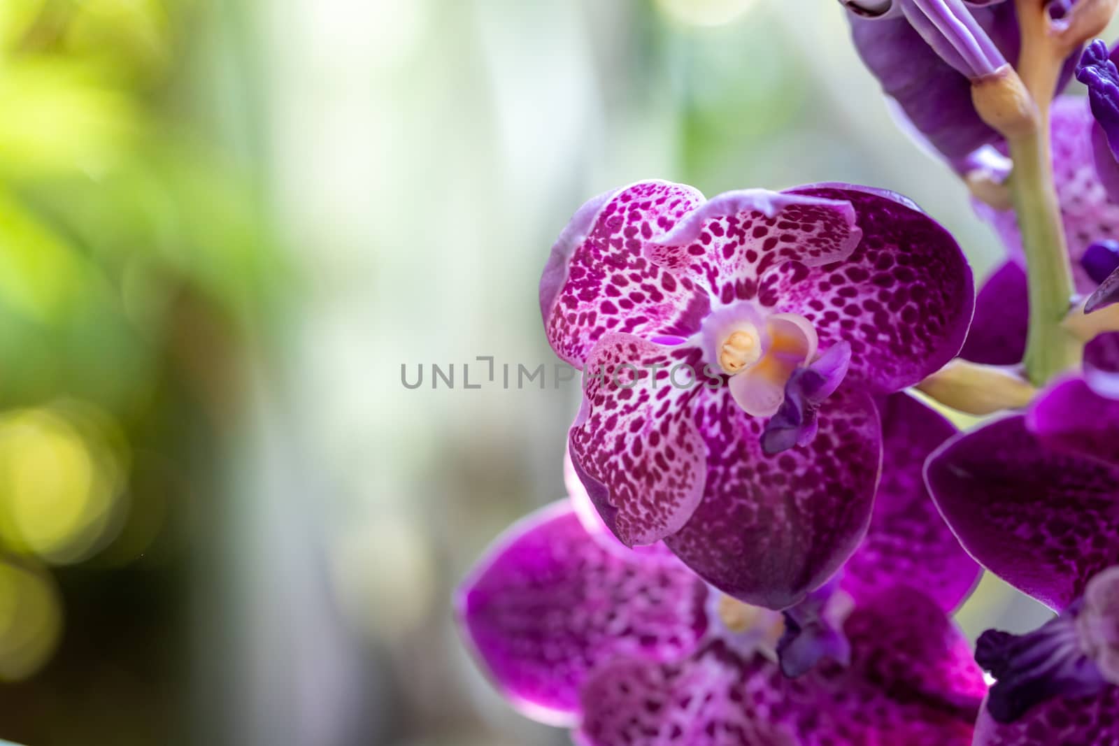 Beautiful blooming orchids in forest, On the bright sunshine