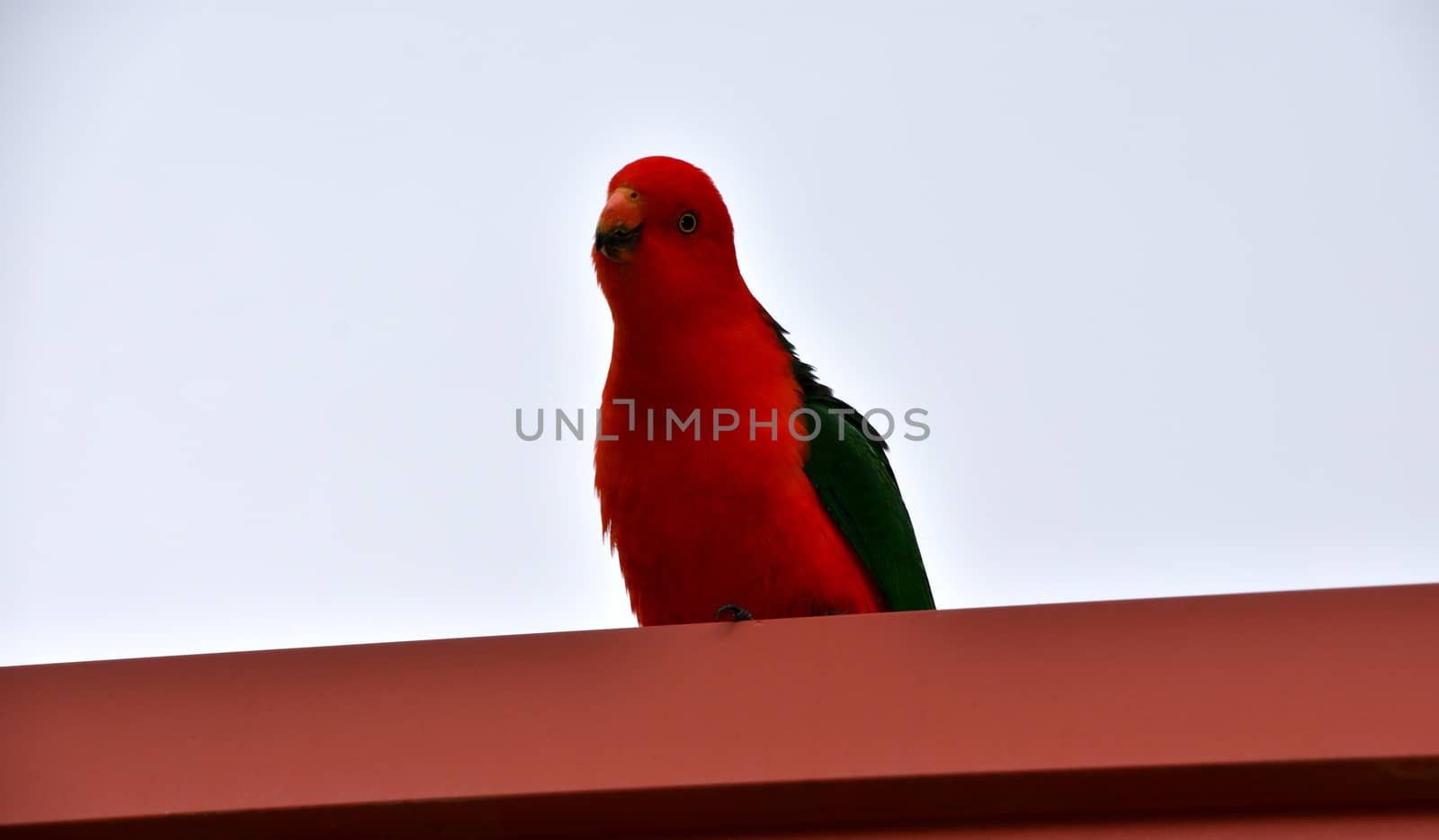 A male King Parrot on a roof