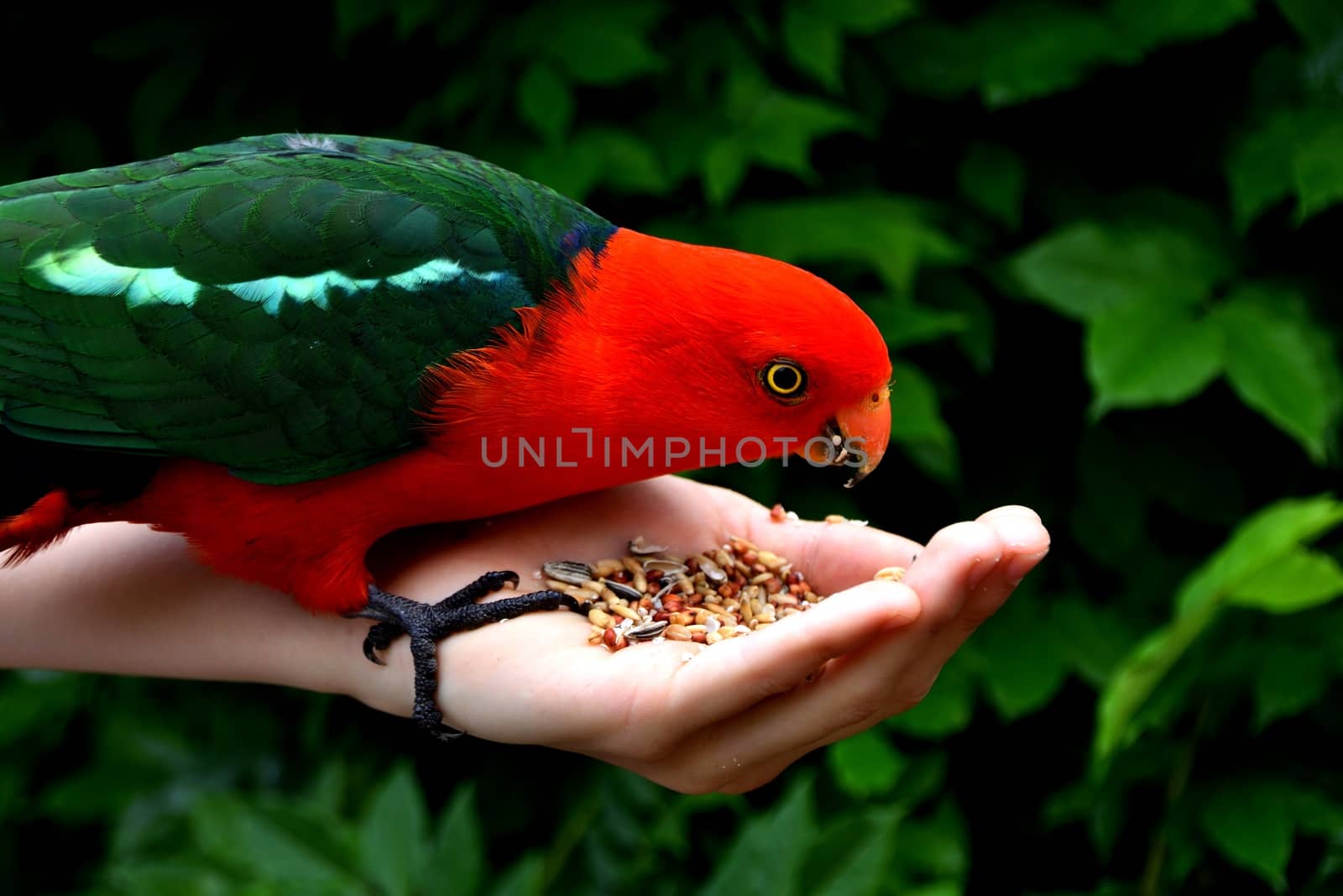 Hand feeding seeds to a male King Parrot