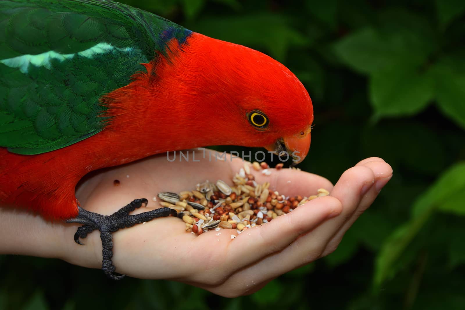 Hand feeding seeds to a male King Parrot