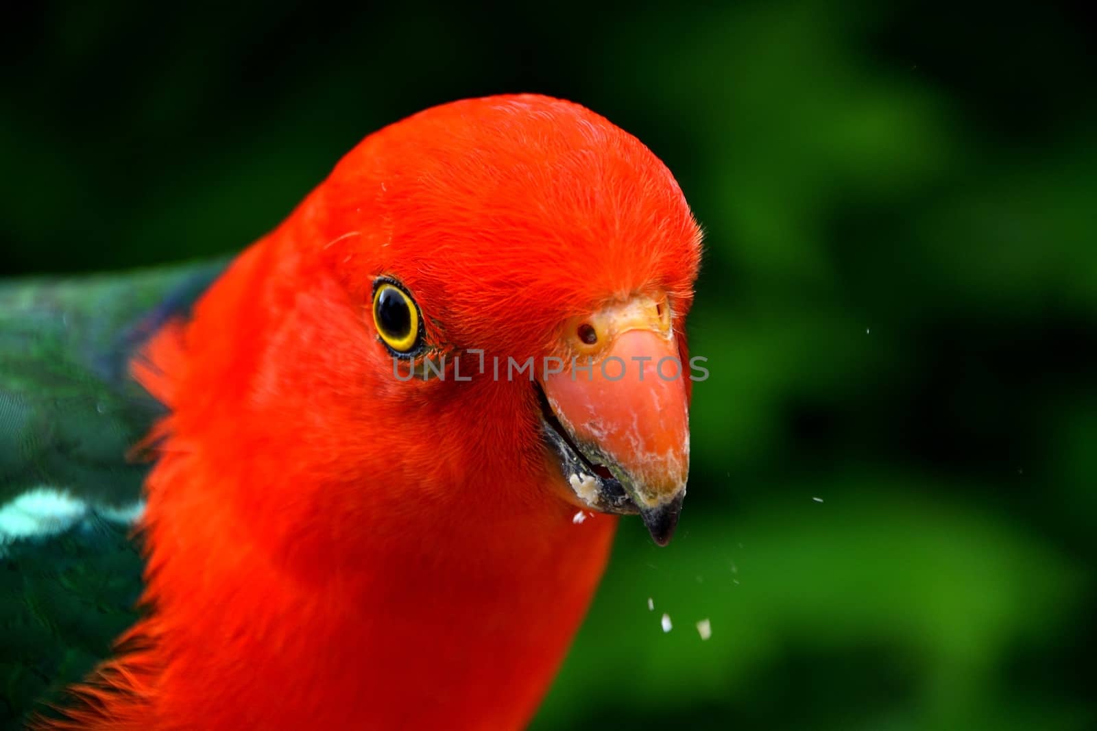 Male King Parrot crunching on bird seeds