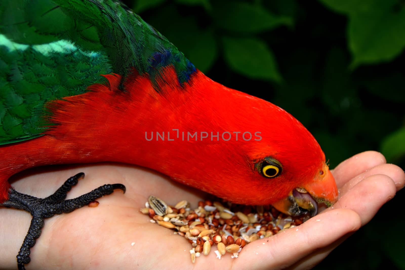 Hand feeding seeds to a male King Parrot