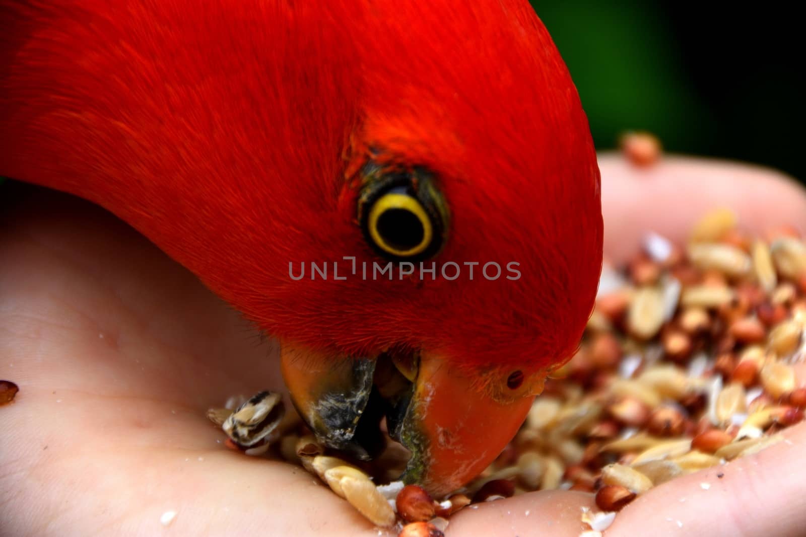 Hand feeding seeds to a male King Parrot