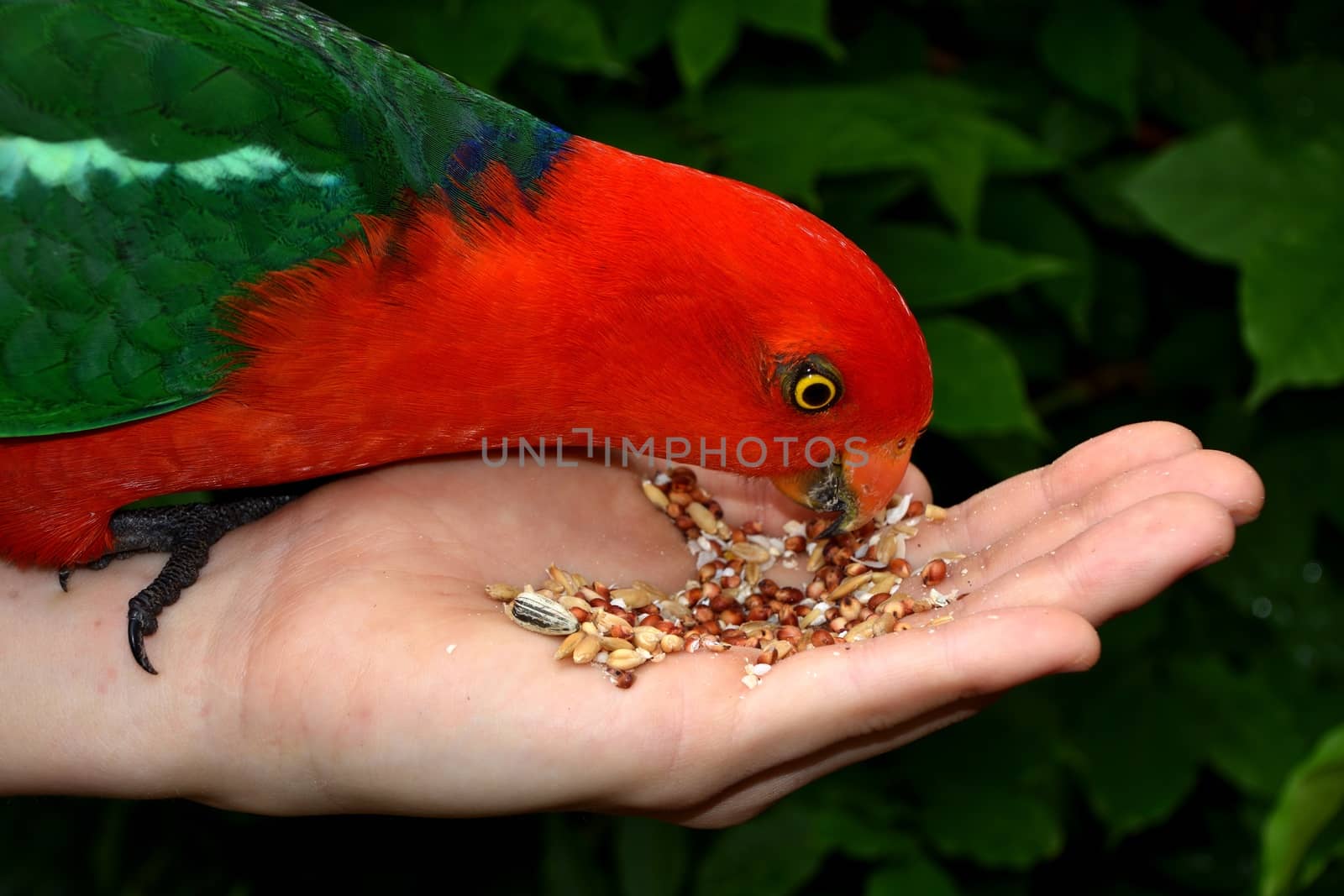 Hand feeding seeds to a male King Parrot