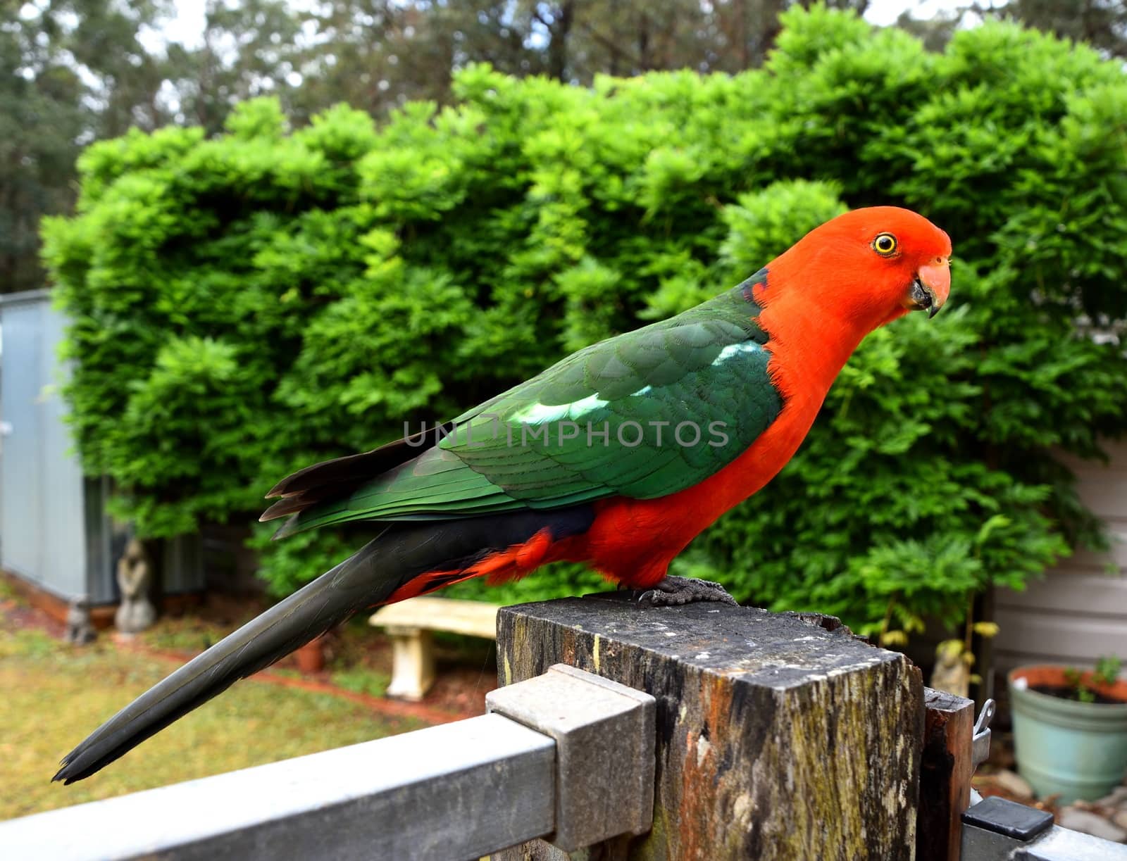 Male King Parrot sitting on a fence
