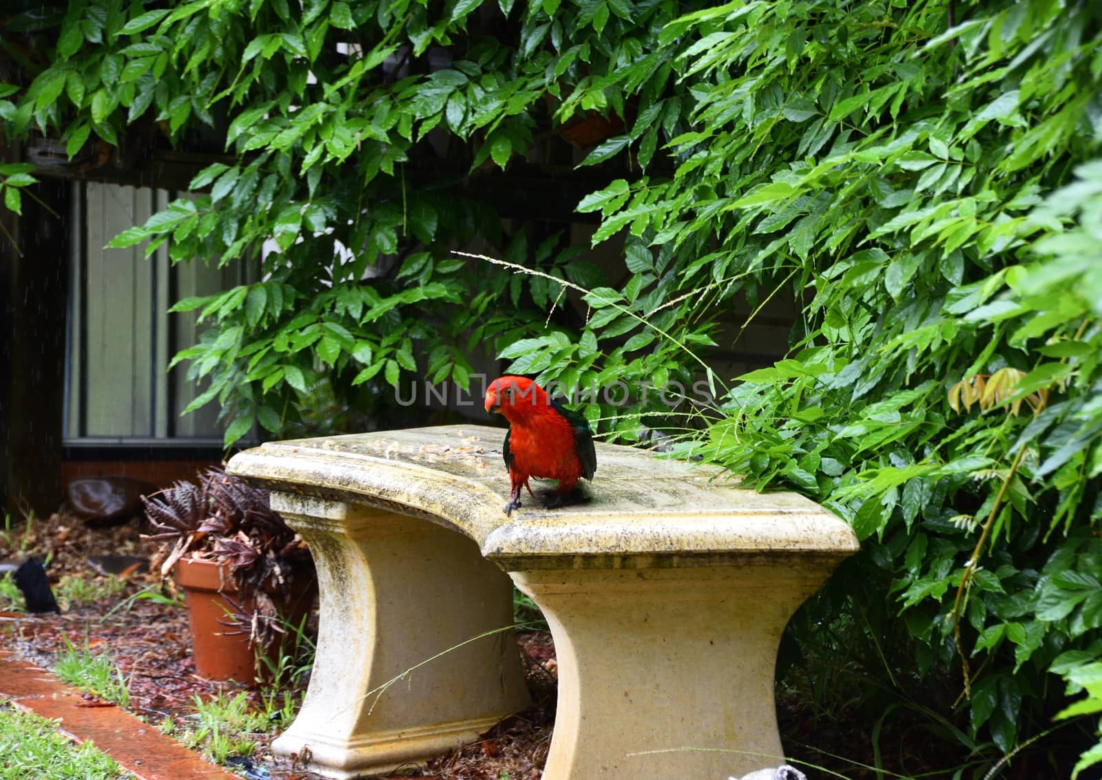 A male king parrot eating from a stone bench