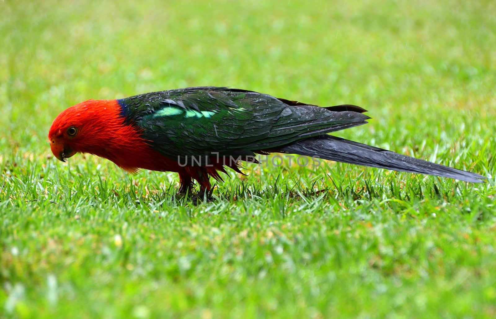 A single male King Parrot in the rain on grass